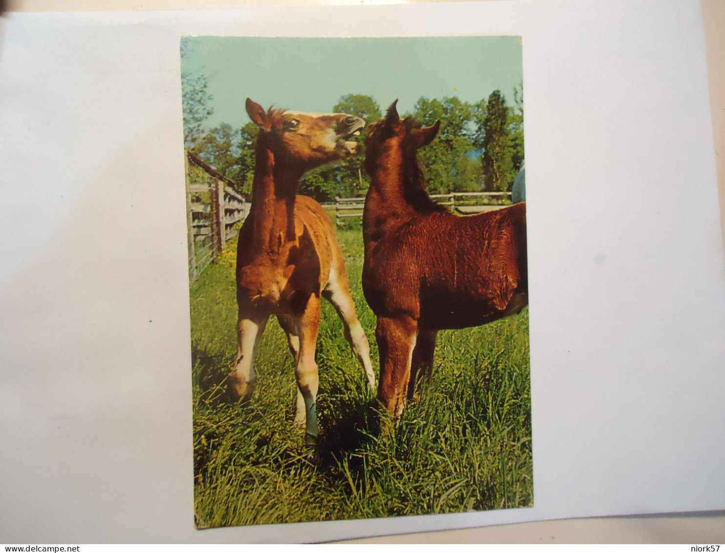 GERMANY  POSTCARDS ANIMALS HORSHES - Pferde