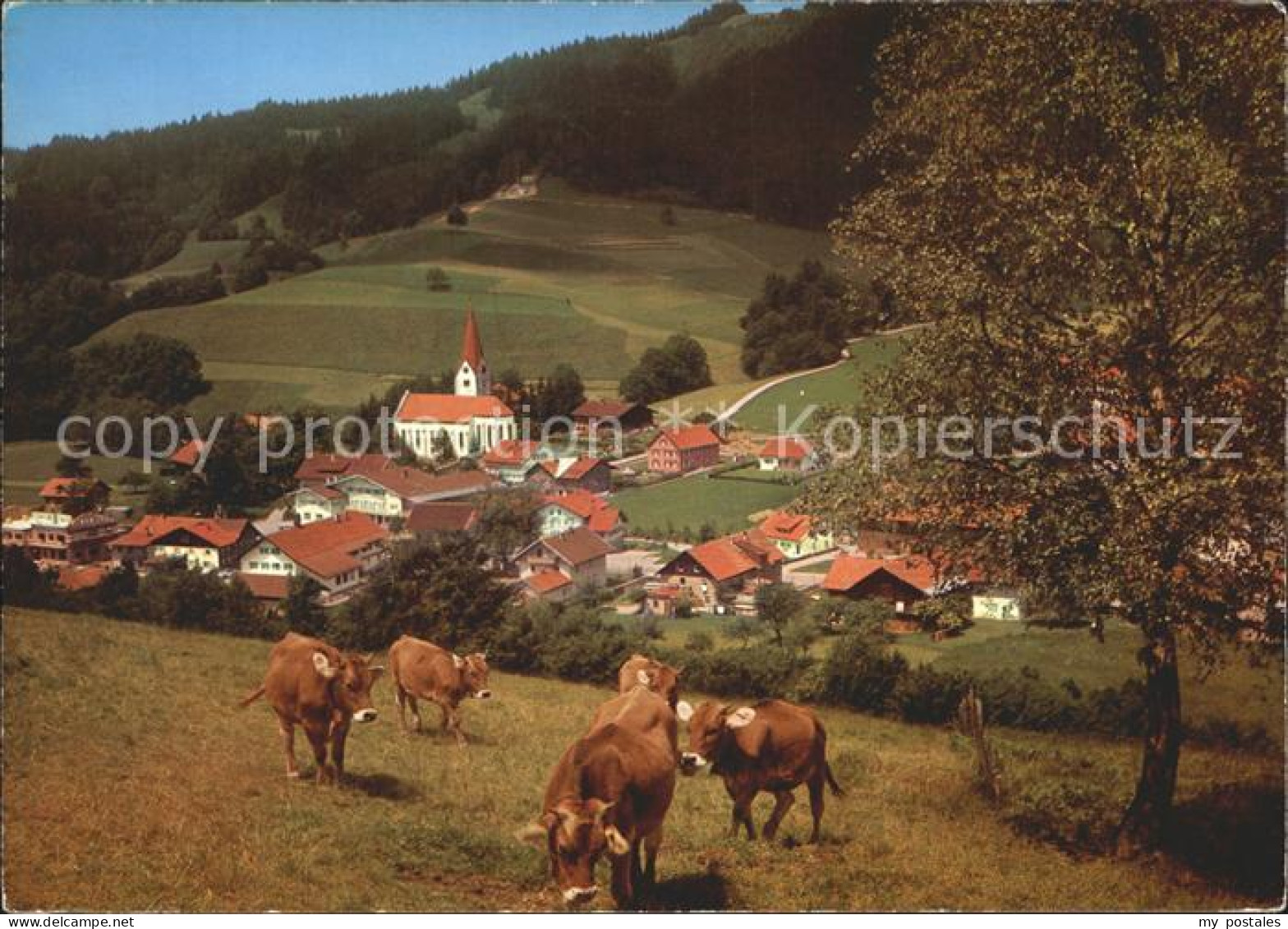 72238412 Wengen Kempten Allgaeu Kuehe  Weitnau - Other & Unclassified