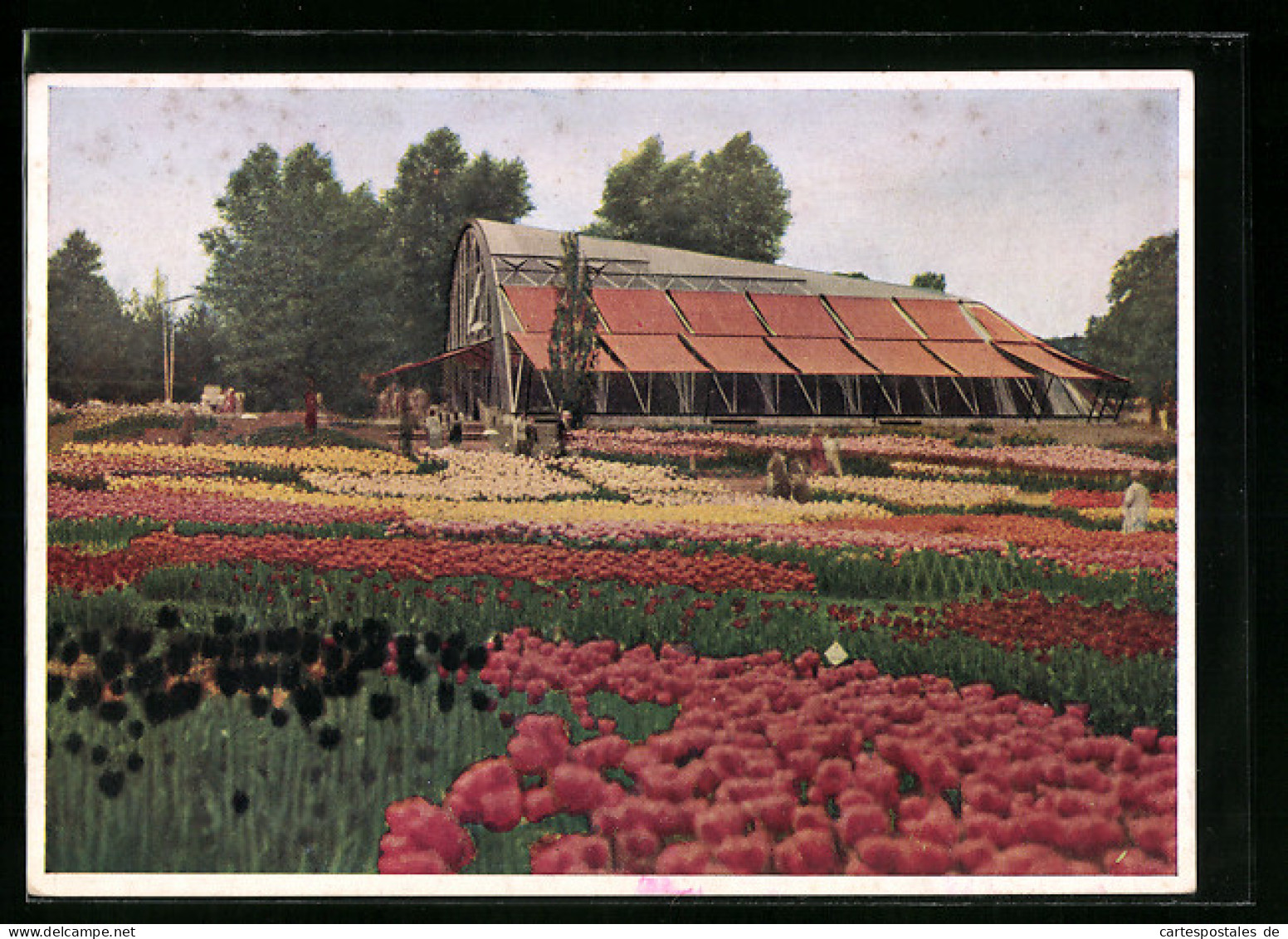AK Hamburg, Internationale Gartenbau-Ausstellung 1953, Am Tropenhaus  - Expositions