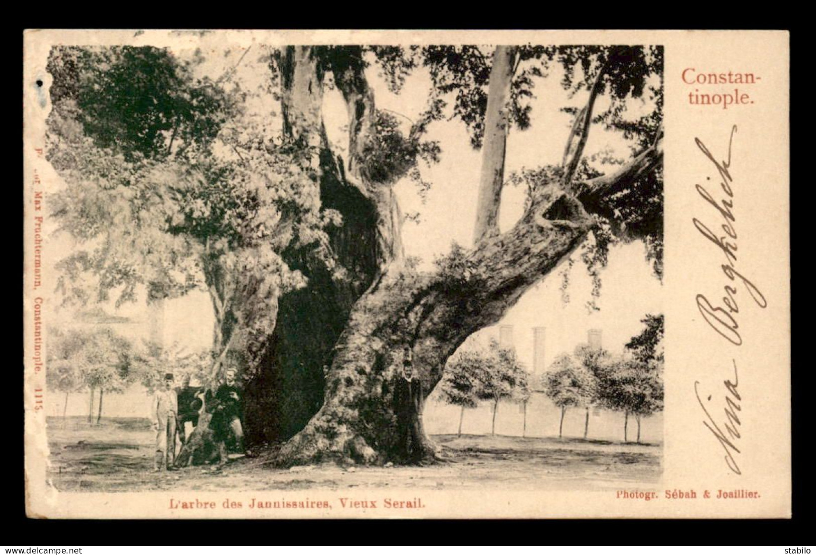 TURQUIE - CONSTANTINOPLE - L'ARBRE DES JANNISSAIRES - Turkey