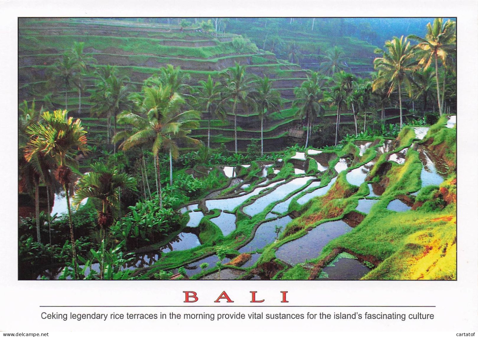 BALI . Terraces In The Morning … - Altri & Non Classificati