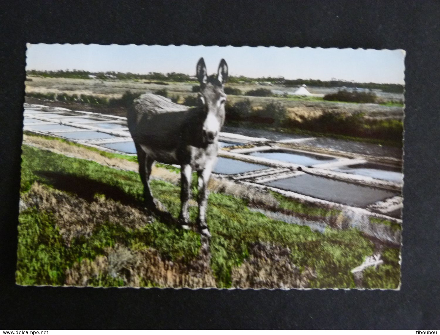 L'AIGUILLON SUR MER - VENDEE - FLAMME SUR MARIANNE DECARIS - ANE DONKEY MARAIS SALANTS - Sellados Mecánicos (Publicitario)