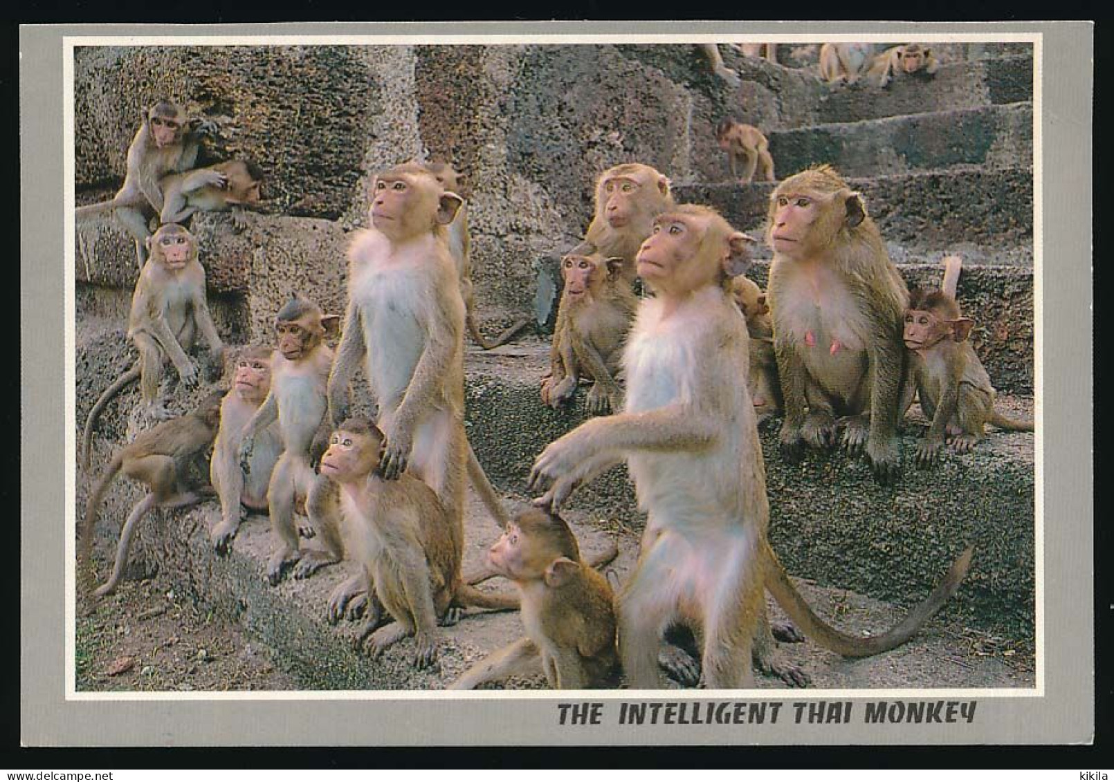 CPSM 10.5 X 15 Thaïlande (148) The Intelligent Thai Monkey  Le Singe Thaïlandais Intelligent - Thailand