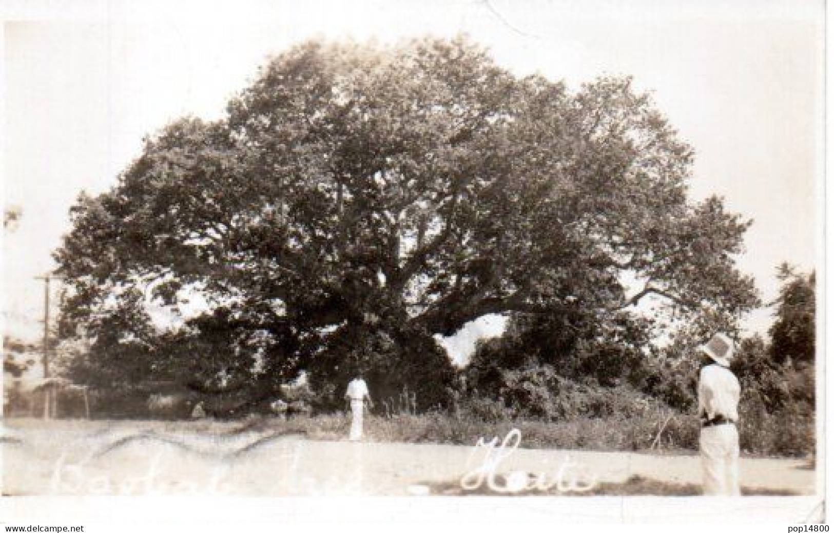 HAÏTI Baobab Tree Arbre Ton Sépia 1937 - Haïti