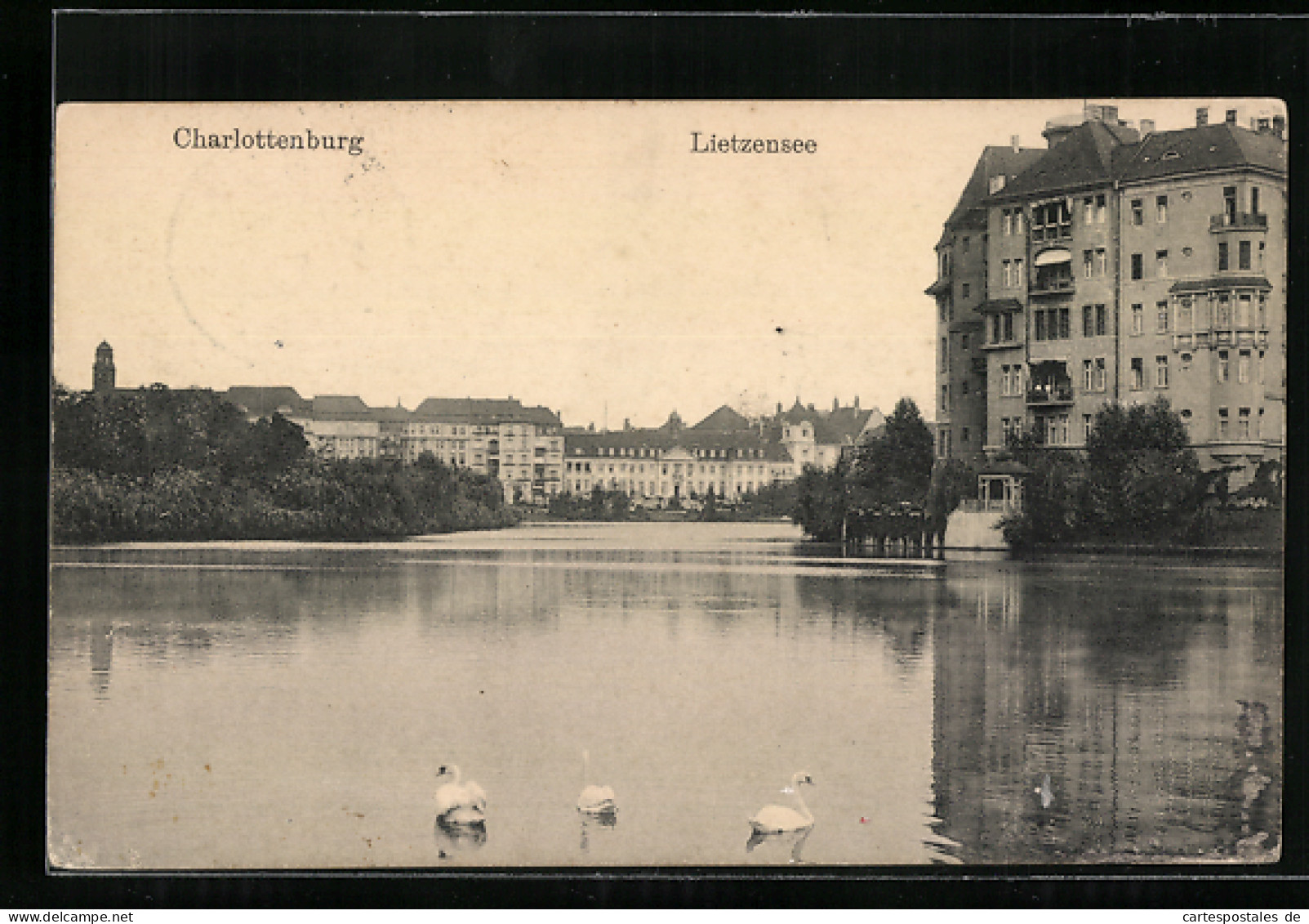 AK Berlin-Charlottenburg, Höckerschwäne Am Lietzensee  - Charlottenburg