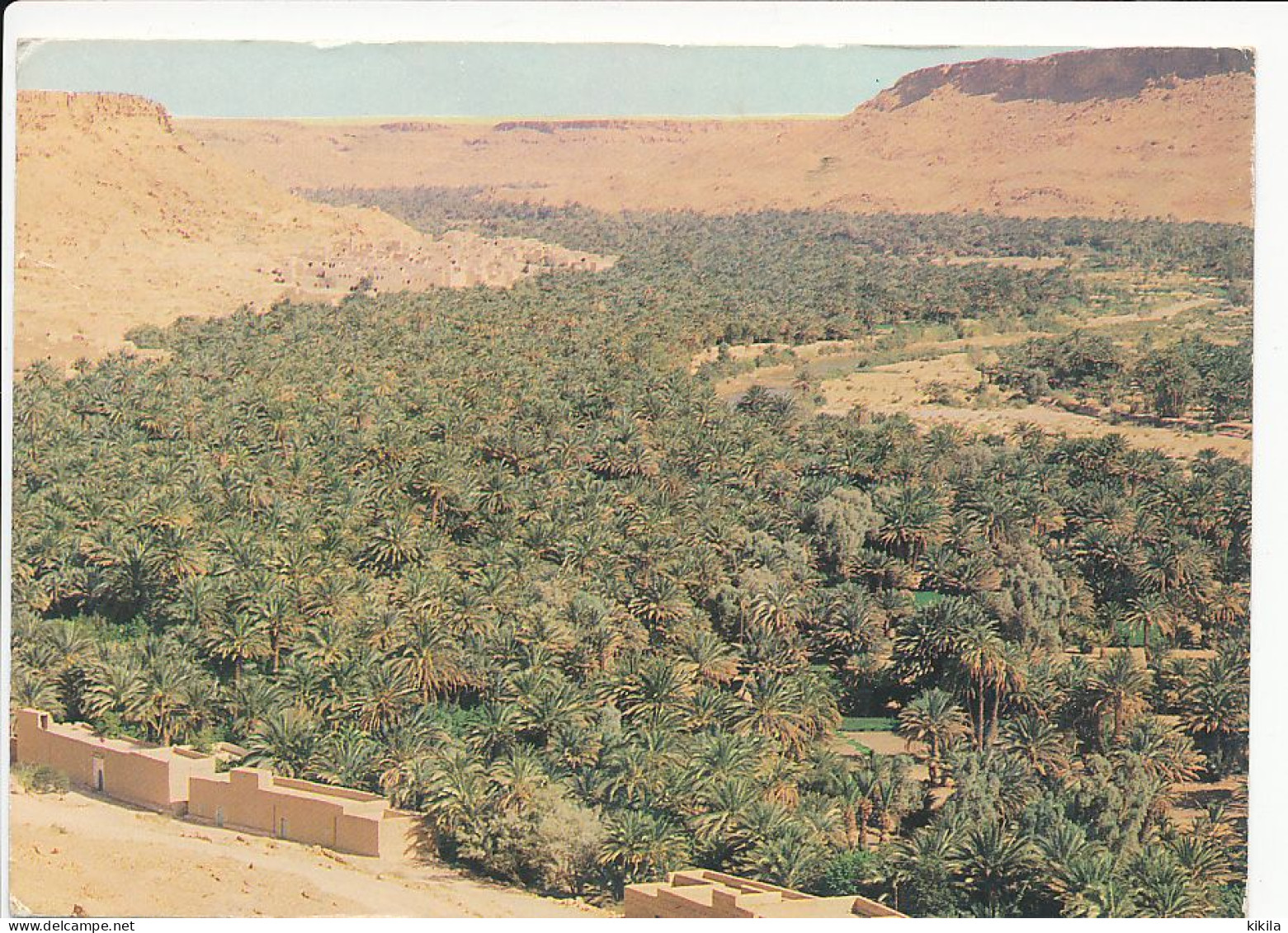 CPSM 10.5 X 15 Maroc   Vallée ZIZ  Région Errachidia Erfoud - Otros & Sin Clasificación