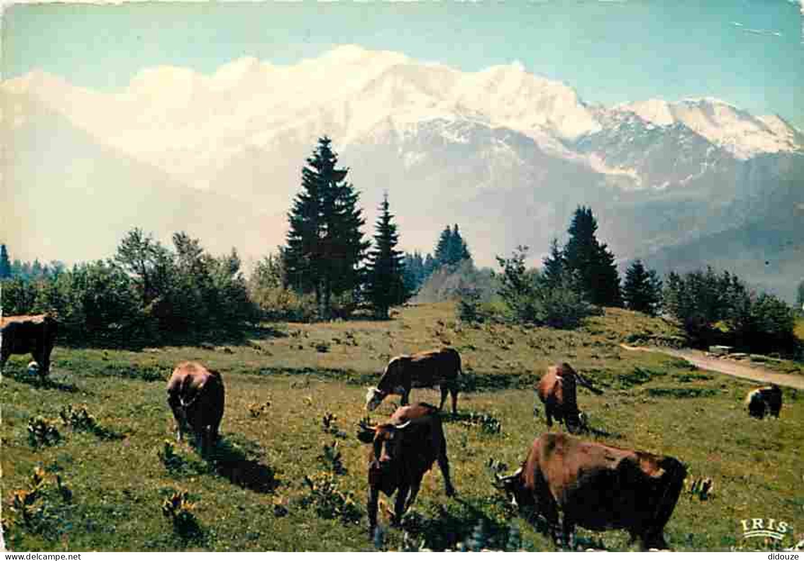 Animaux - Vaches - Panorama Sur La Chaine Du Mont Blanc Depuis Plaine-Joux - Montagnes - CPM - Voir Scans Recto-Verso - Koeien