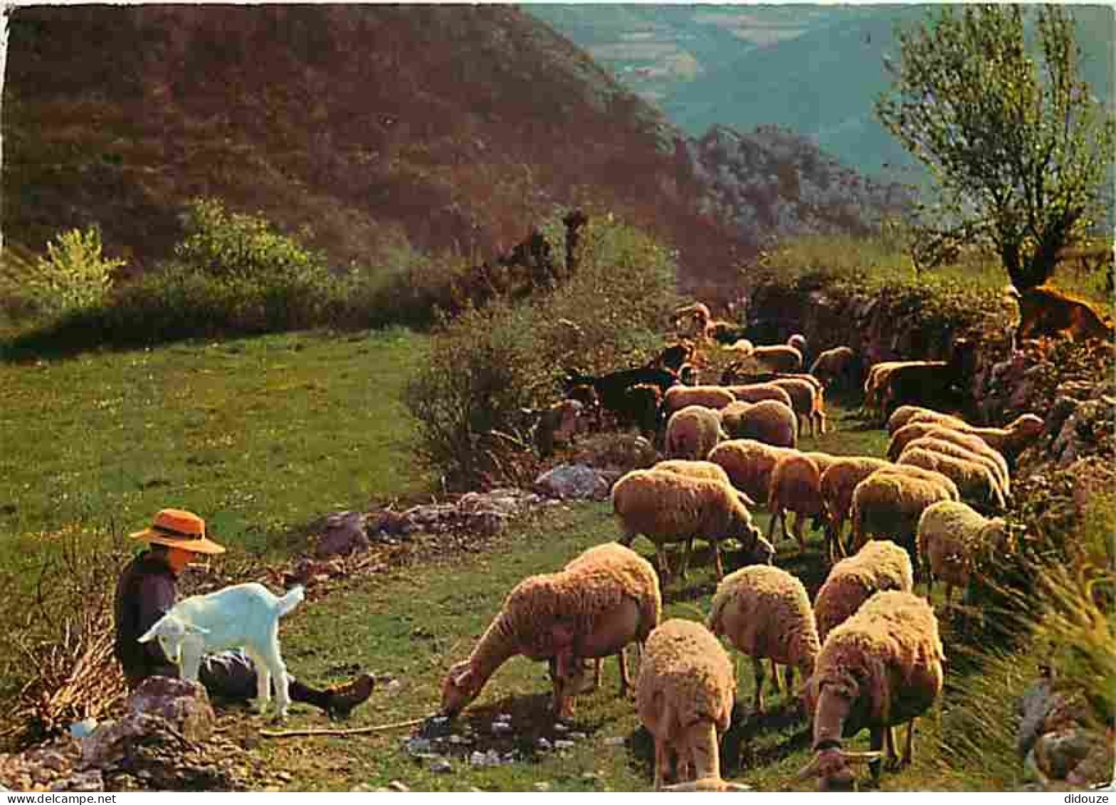 Animaux - Moutons - Bergère Avec Son Troupeau Et Sa Petite Biquette - CPM - Voir Scans Recto-Verso - Autres & Non Classés