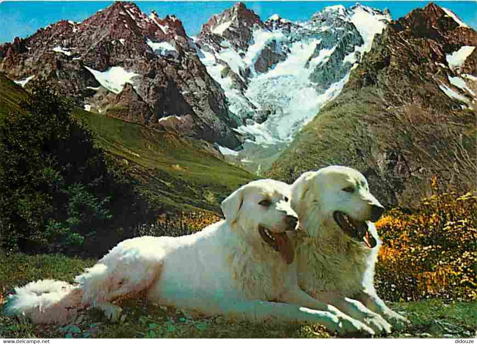 Animaux - Chiens - Chiens Des Pyrénées - CPM - Voir Scans Recto-Verso - Chiens