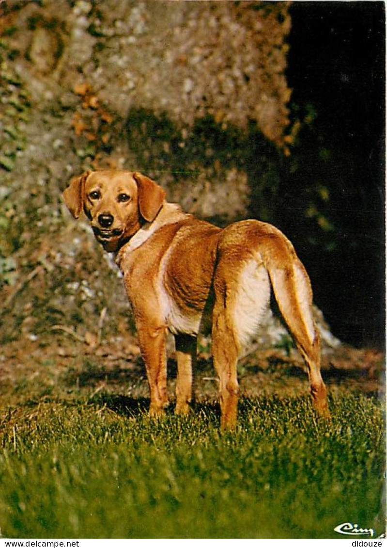 Chiens - CPM - Voir Scans Recto-Verso - Chiens