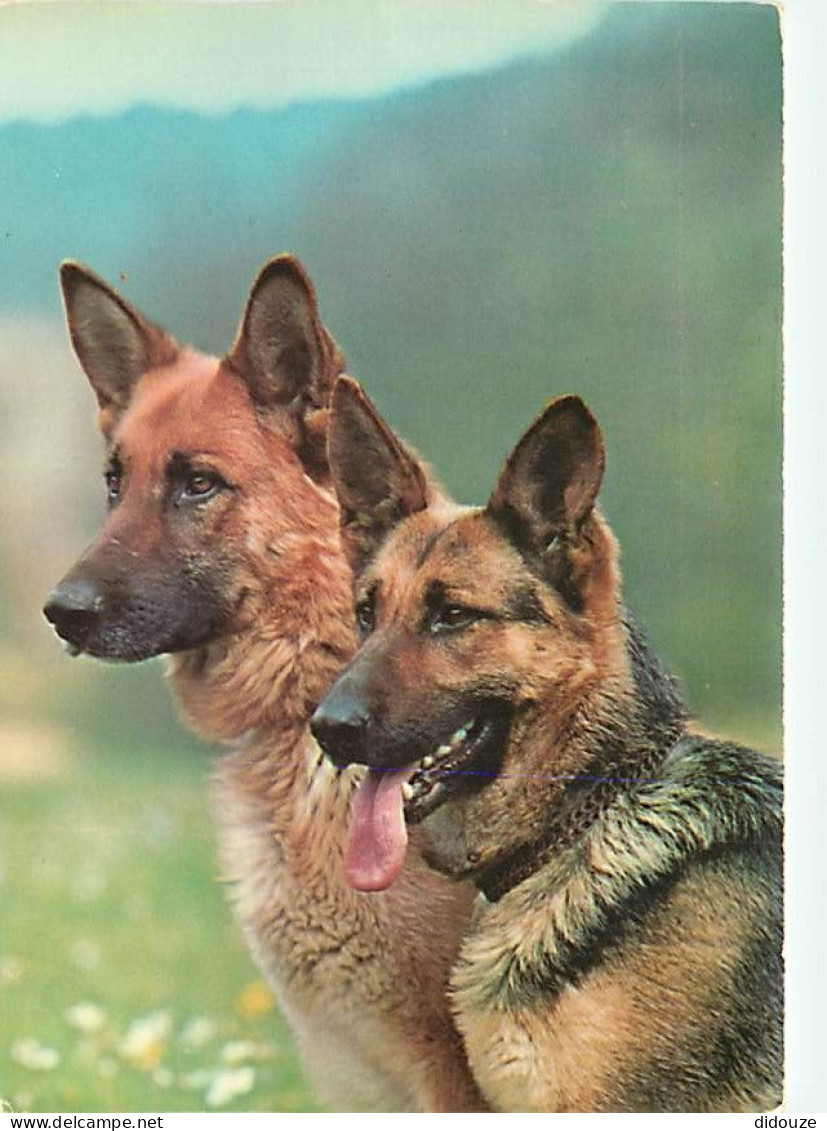 Chiens - CPM - Voir Scans Recto-Verso - Dogs