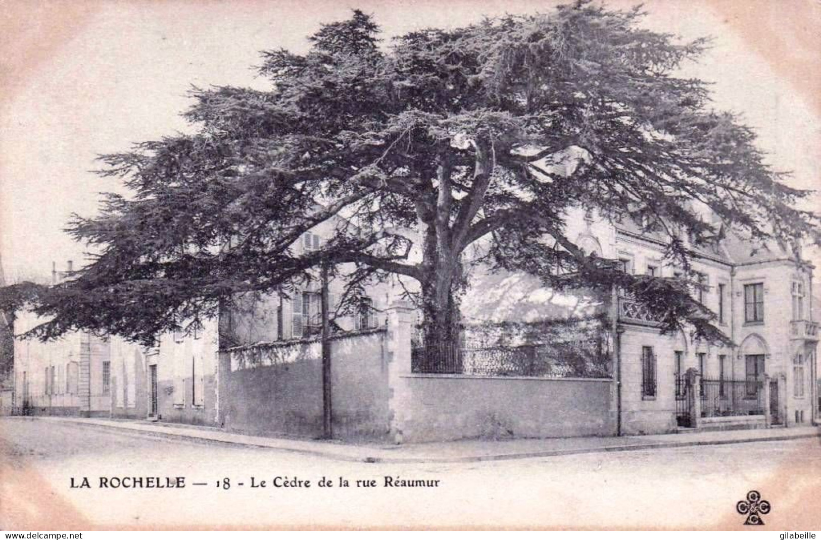 17 - Charente Maritime -  LA ROCHELLE -  Le Cedre De La Rue Reaumur - La Rochelle