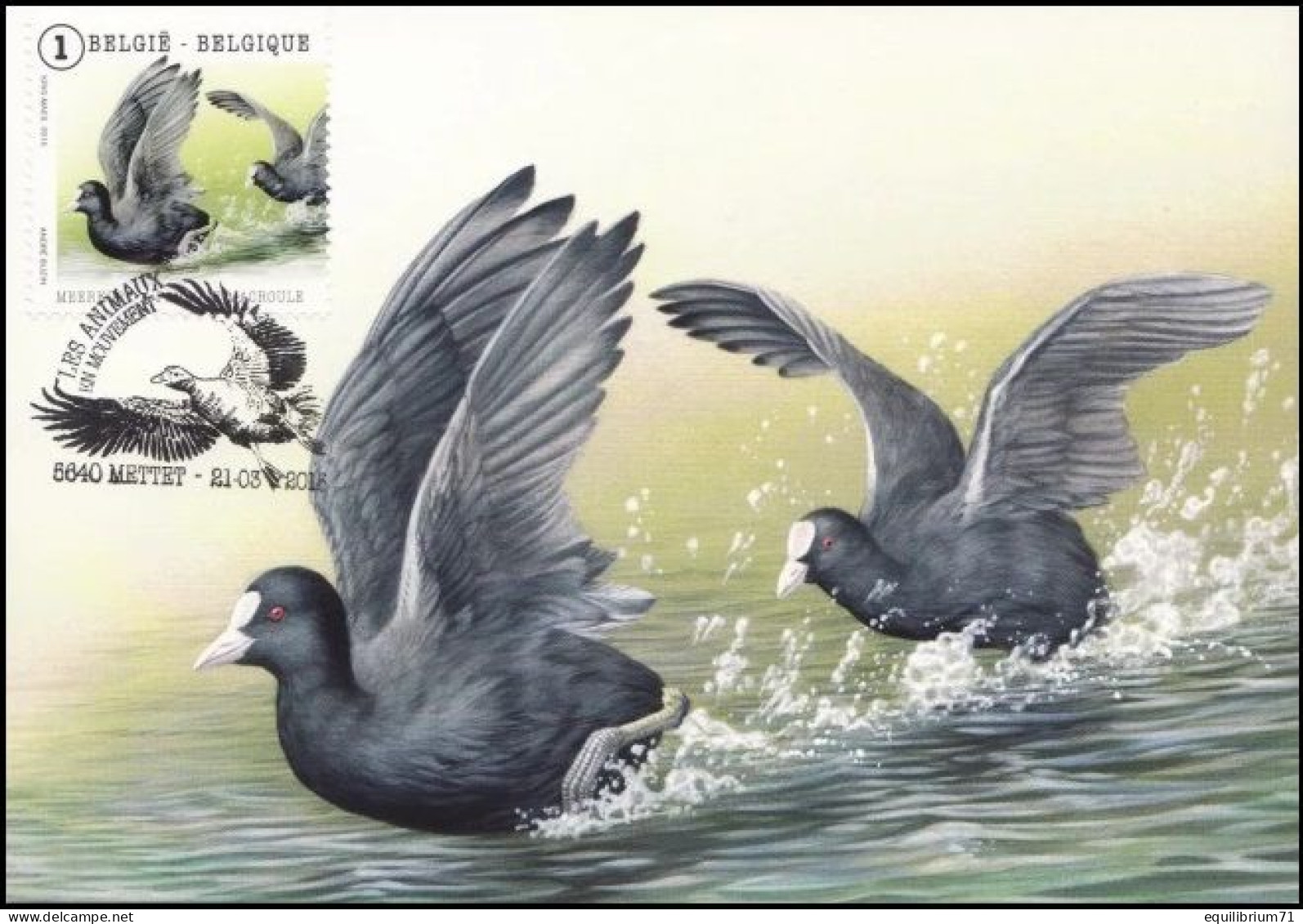 CM/MK° - 4501 - Foulque Macroule/Koet/Blässhuhn/Coot/Fulica Atra - Mettet - 21-03-2015 - BUZIN - Oiseaux En Mouvement - 1985-.. Vogels (Buzin)