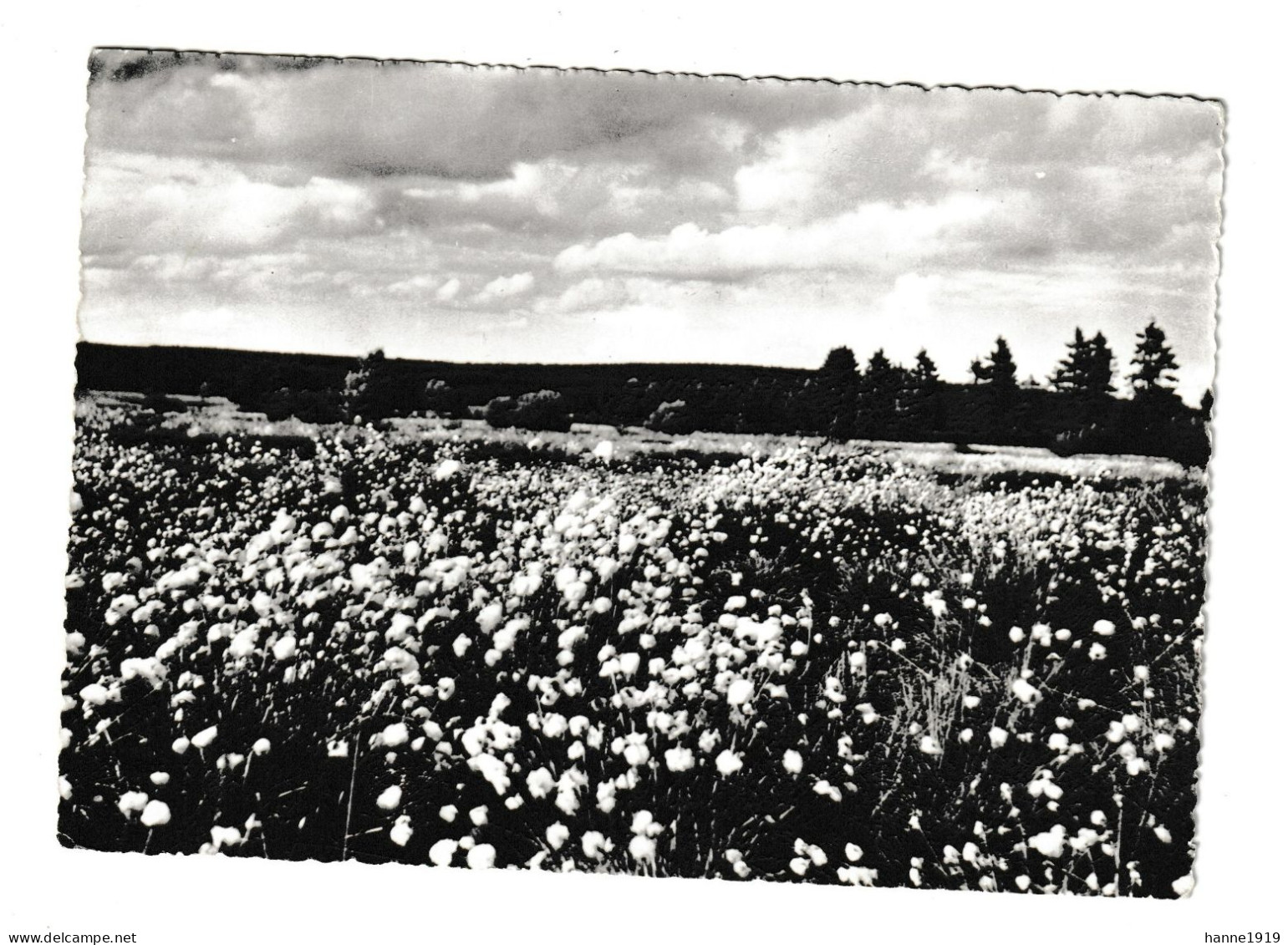 Jalhay Hautes Fagnes Champs De Liniagrettes Photo Carte Cachet 1965 Moresnet Htje - Jalhay