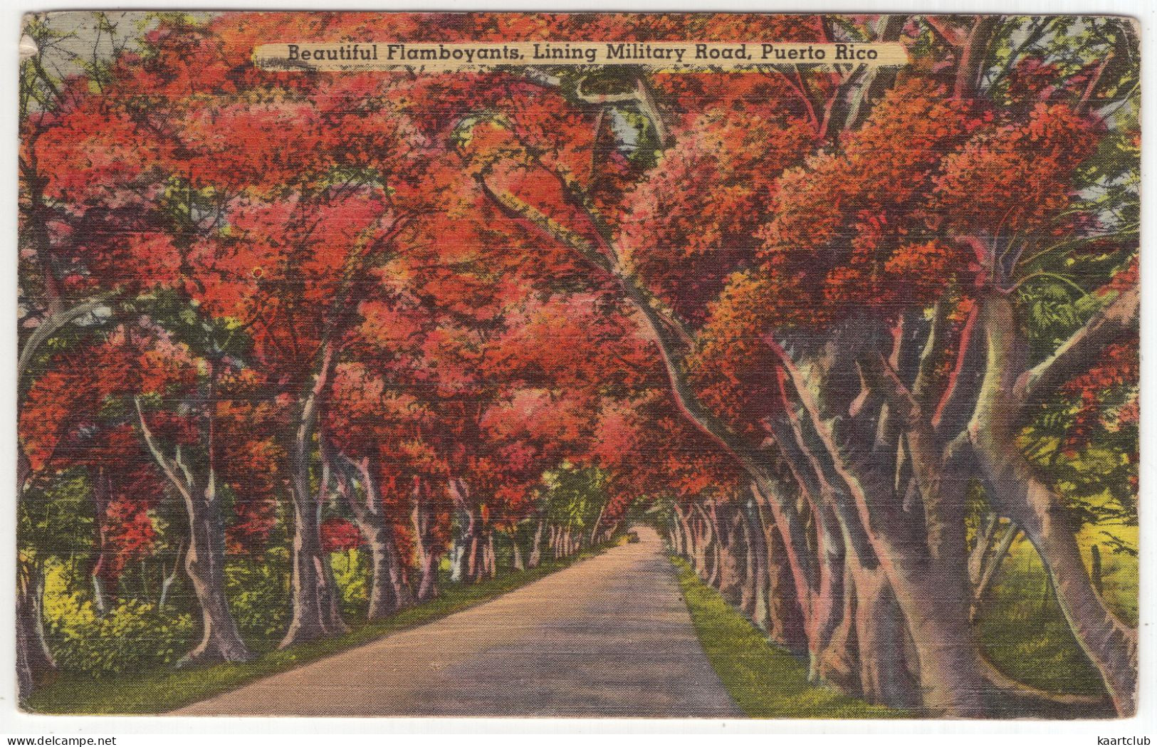 Beautiful Flamboyants, Lining Military Road, Daguas, Puerto Rico - (1949) - Puerto Rico