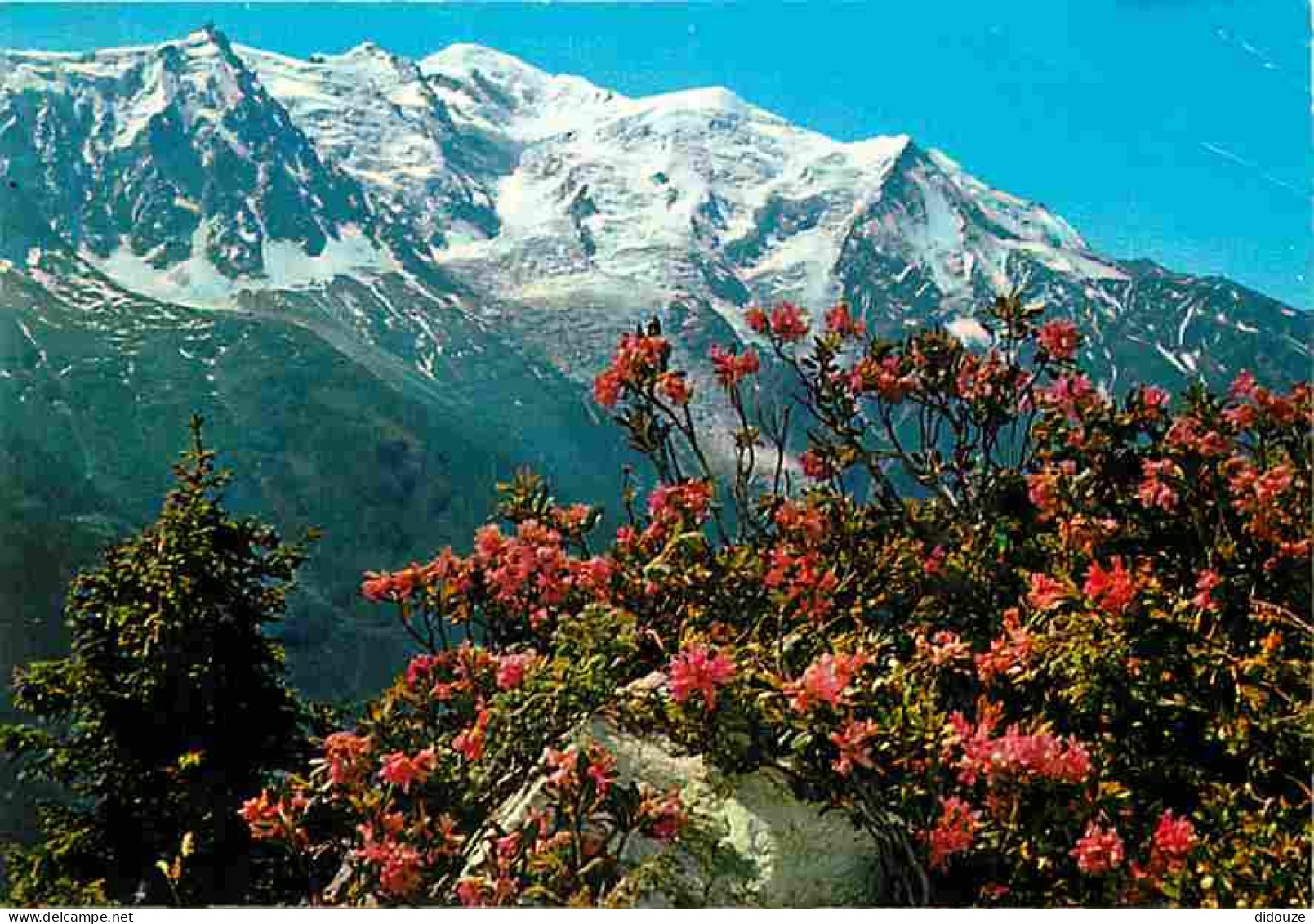 74 - Chamonix - Mont-Blanc - Massif Aiguille Du Midi Et Mont-Blanc - Fleurs De Rhododendrons - CPM - Voir Scans Recto-Ve - Chamonix-Mont-Blanc