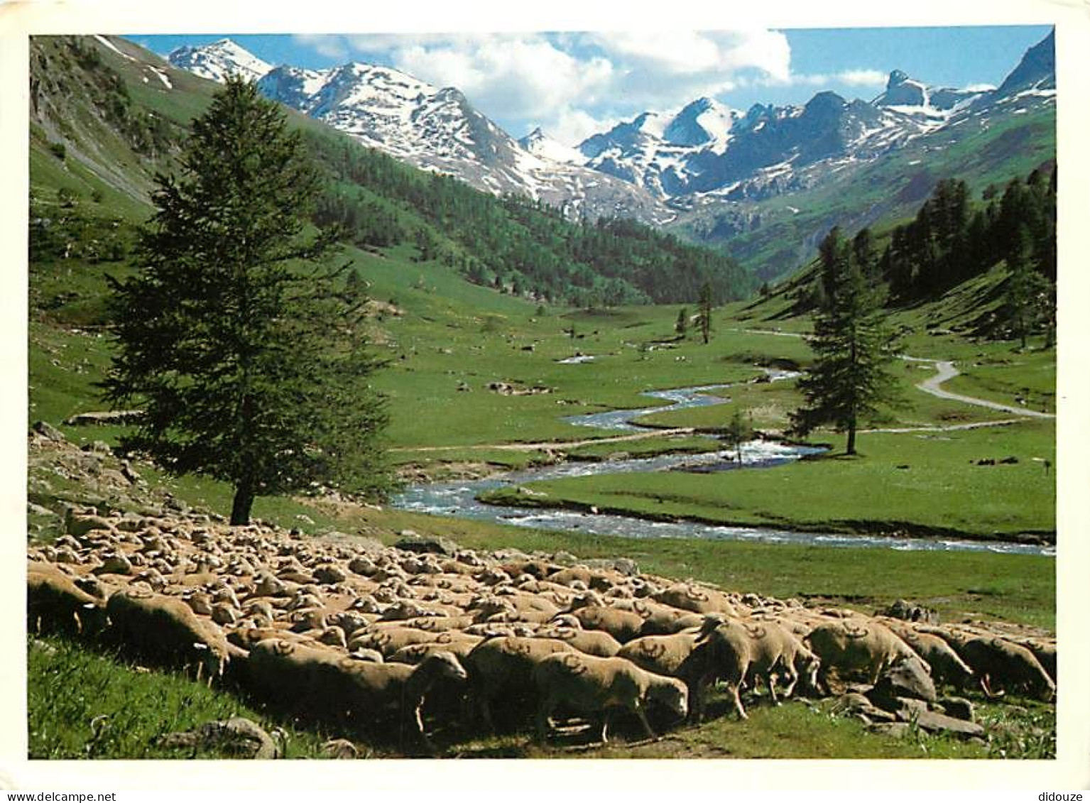 Animaux - Moutons - Soleil Et Montagne - CPM - Voir Scans Recto-Verso - Autres & Non Classés