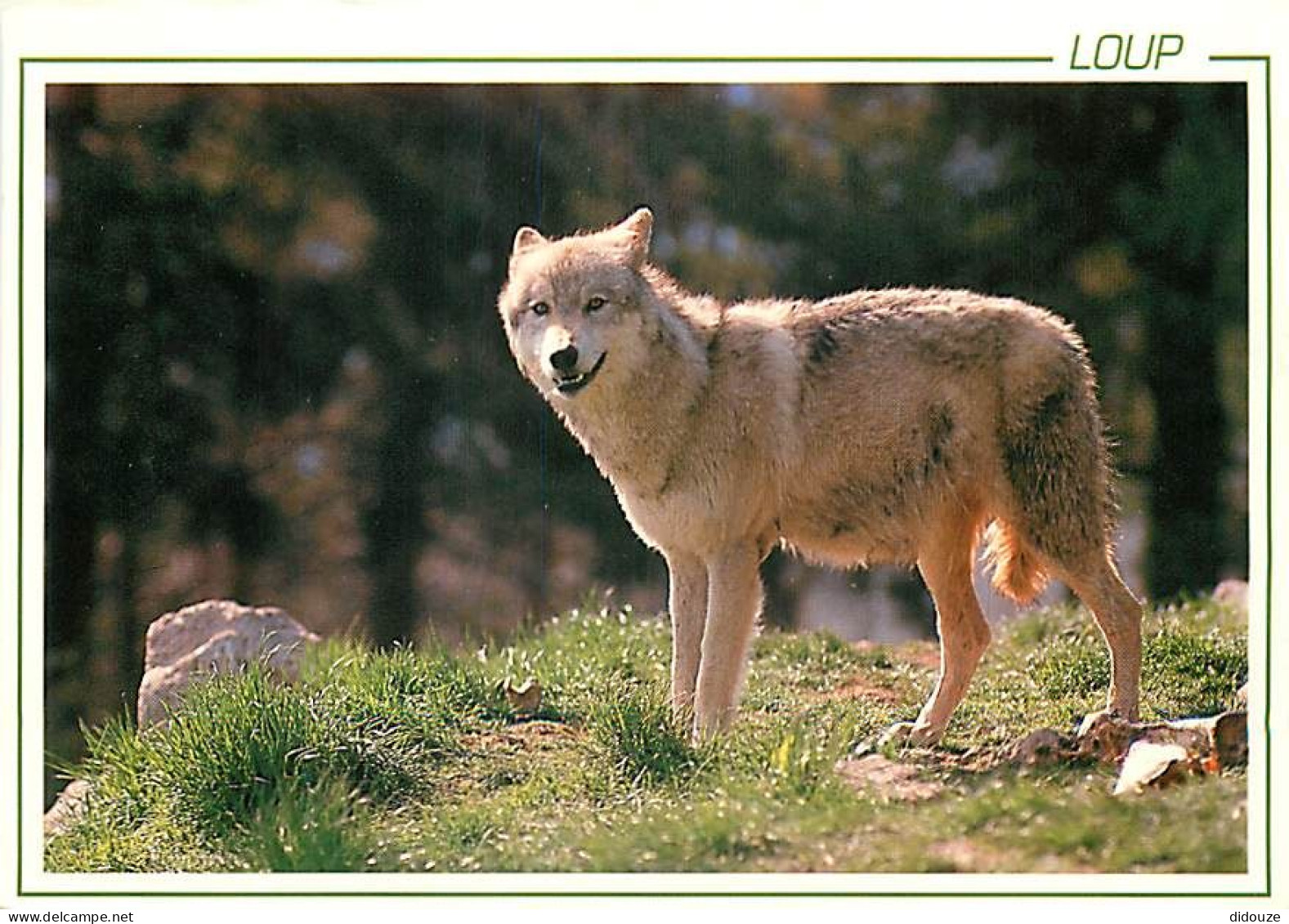 Animaux - Loups - CPM - Voir Scans Recto-Verso - Andere & Zonder Classificatie