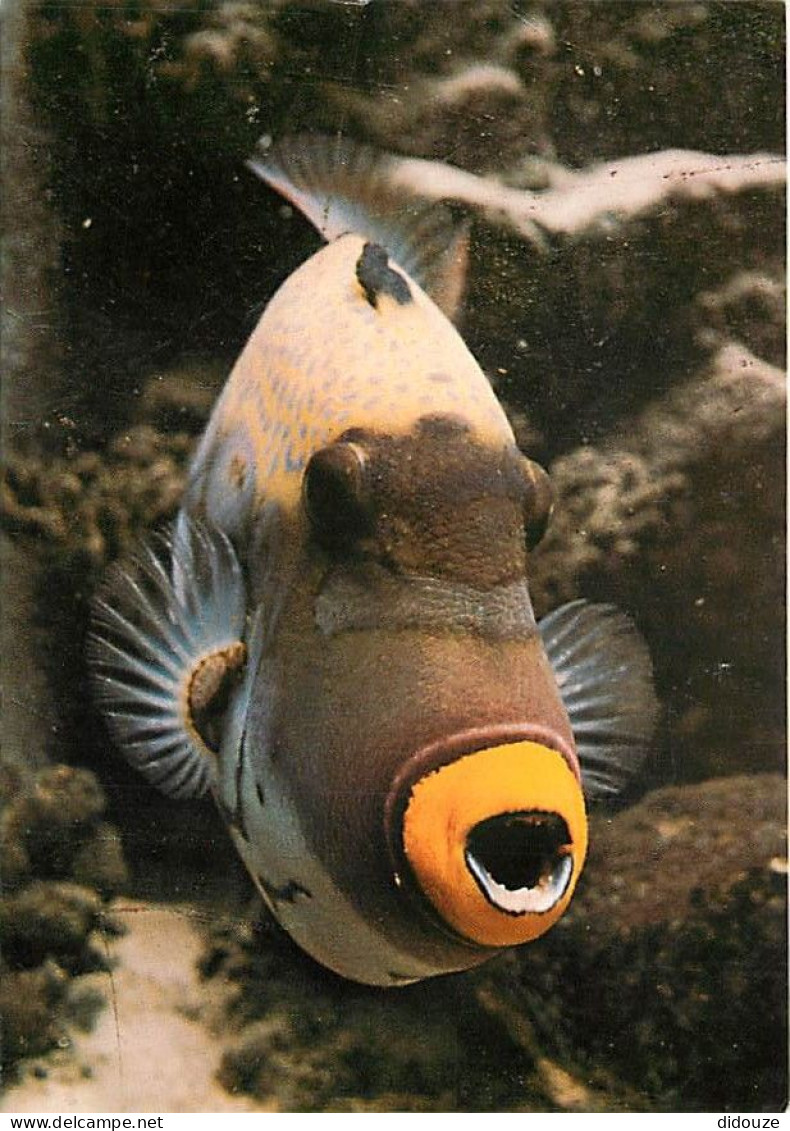 Animaux - Poissons - Aquarium Tropical Du Musée National Des Arts Africains Et Océaniens De Paris - Balistoides Conspici - Fische Und Schaltiere