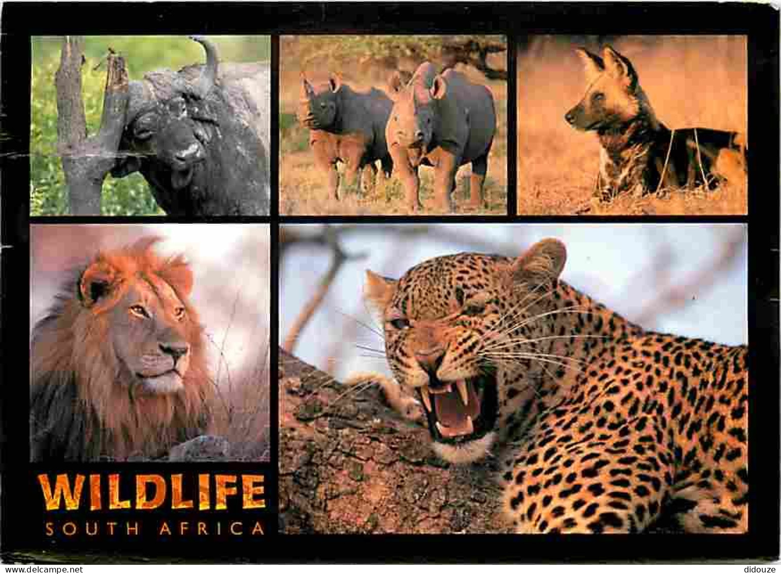 Animaux - Wildlife South Africa - Lion - Rhinocéros - Multivues - CPM - Voir Scans Recto-Verso - Sonstige & Ohne Zuordnung