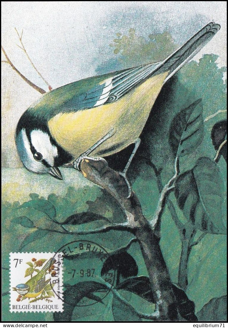 CM/MK° - Mésange Bleue / Pimpelmees / Blaumeise / Blue Tit / Cyanistes Caeruleus - BSL-BXL - -7-9-87 - BUZIN - 1985-.. Vogels (Buzin)