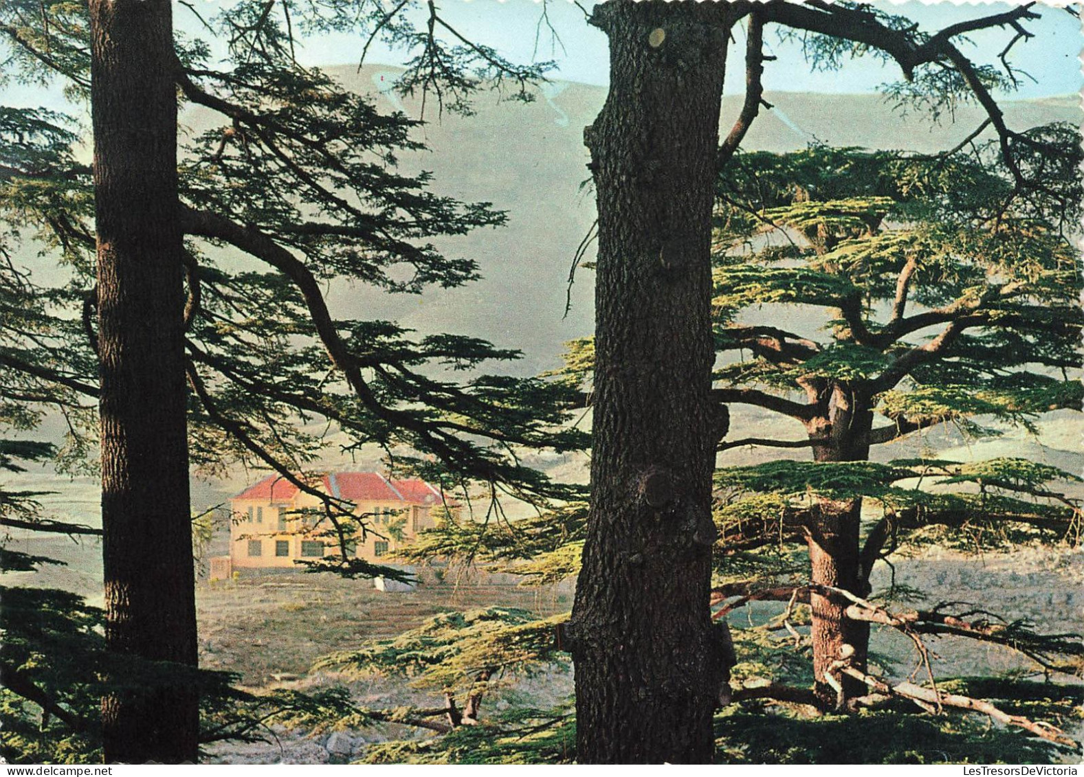 LIBAN - Les Cèdres - Au Fond Une Petite Maison - Colorisé - Carte Postale - Libanon