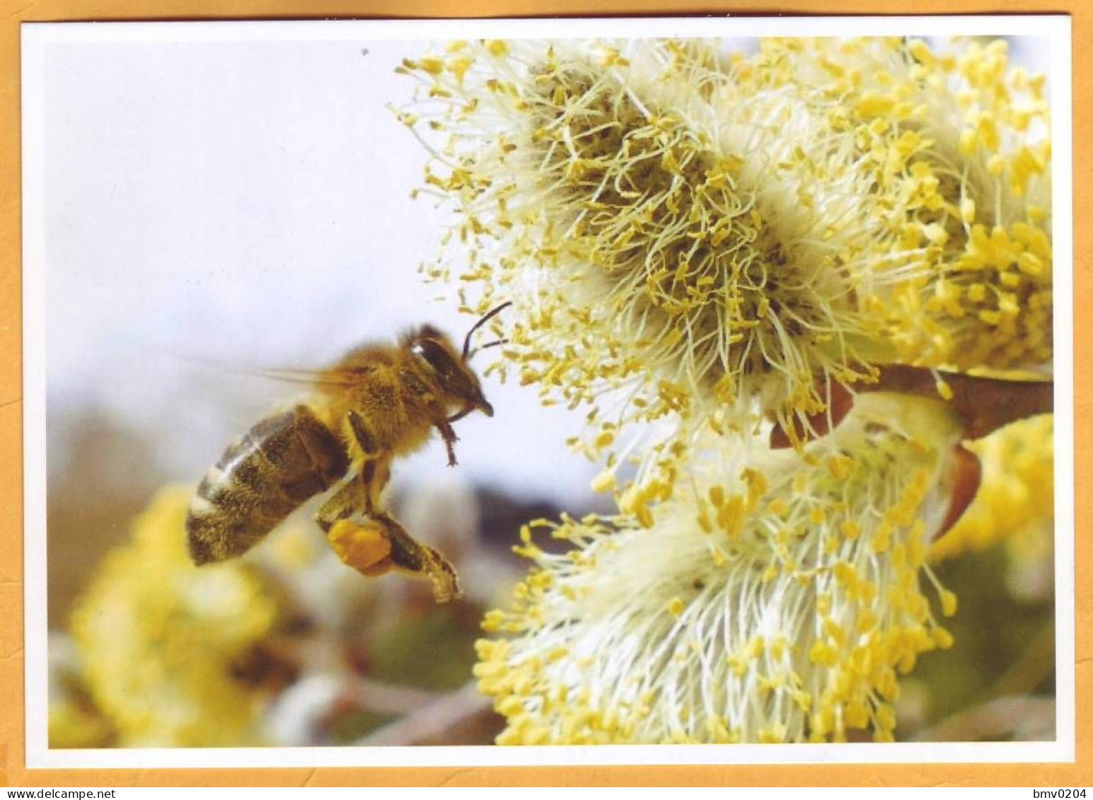 2024 Moldova  Special Postmark „World Bee Day”,Insects, Honeybees - Moldavie