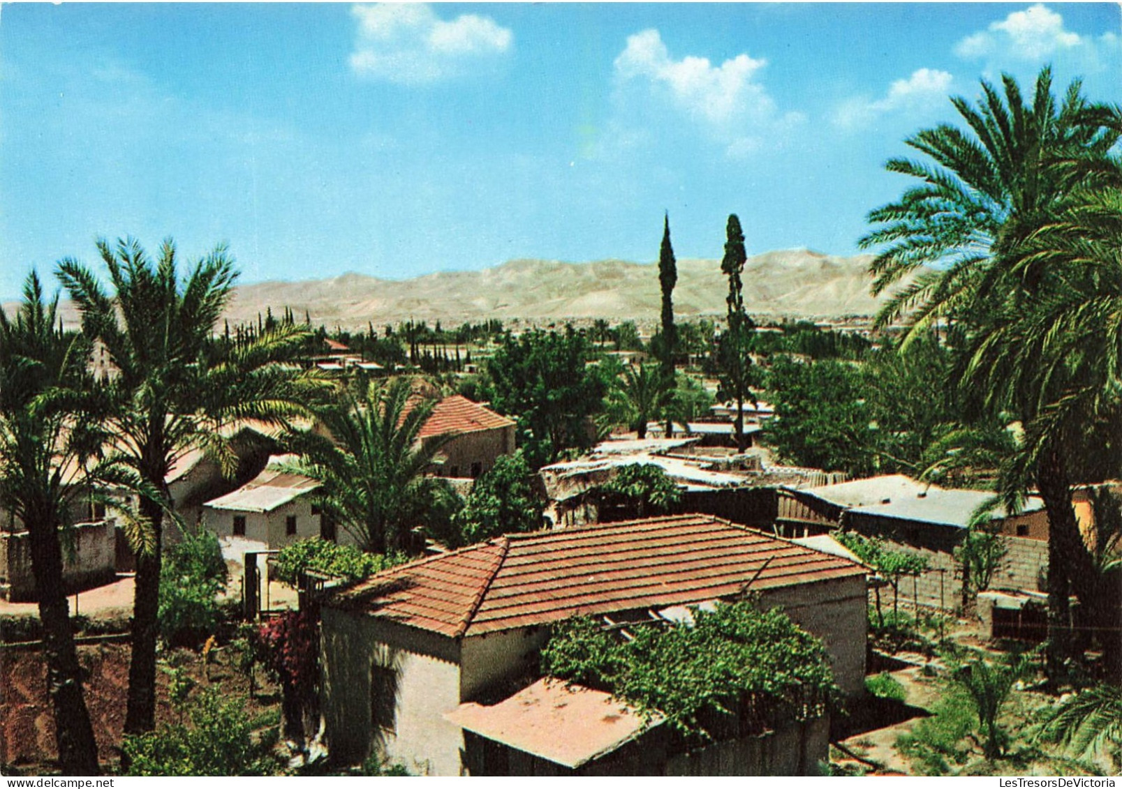 PALESTINE - Jericho - Ville Aux Palmiers - Colorisé - Carte Postale - Palästina