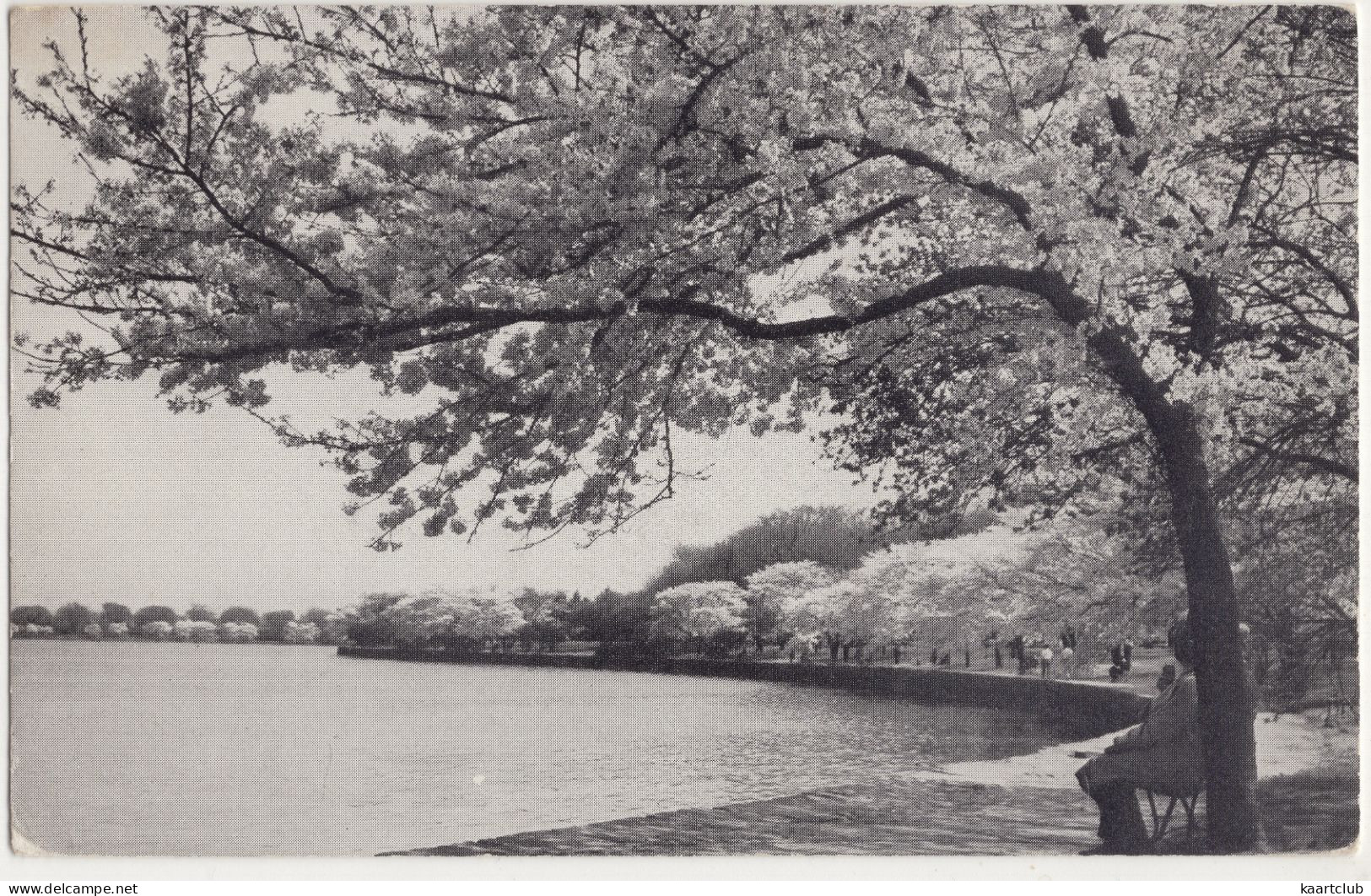 Washington D.C. - Japanese Cherry Trees Around Tidal Basin. Gift Of Japanese Government In 1912 - (USA) - 1937 - Washington DC