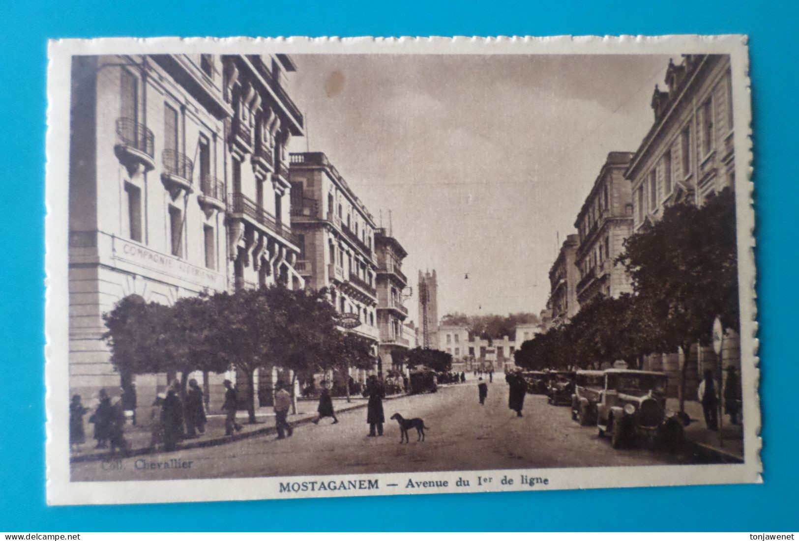 MOSTAGANEM - Avenue Du 1er De Ligne ( Algérie ) - Mostaganem