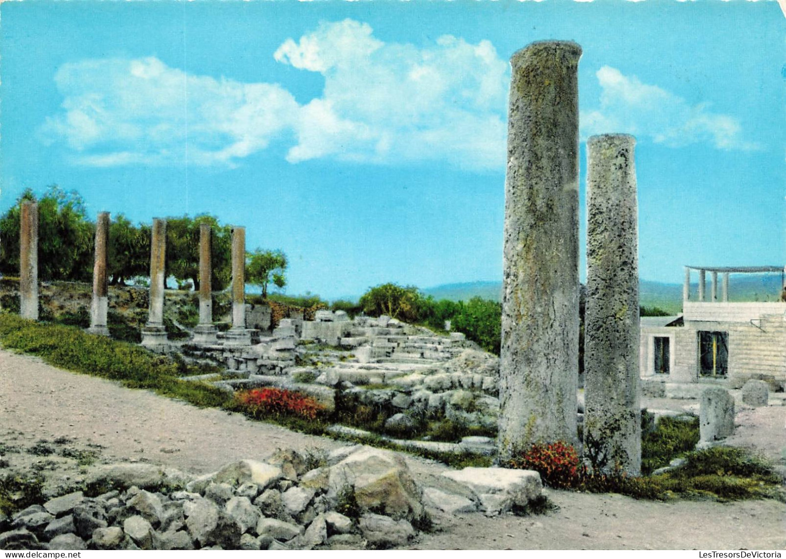 PALESTINE - Sabastia - Roman's Ruins - Kingdom Of Jordan - Colorisé - Carte Postale - Palestine