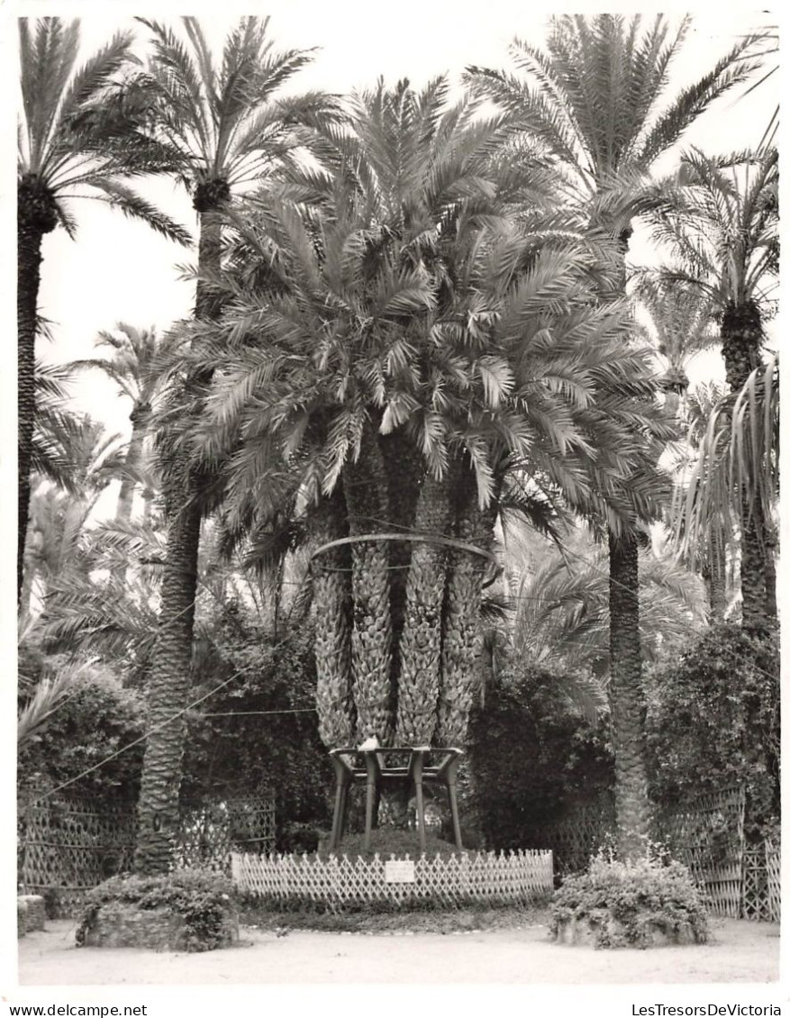 ESPAGNE - Alicante - Elche - Palmera Del Cura - Carte Postale - Alicante