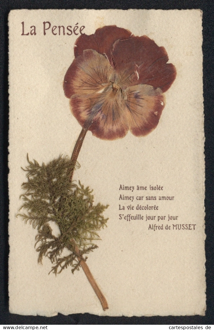 Trockenblumen-AK Eine Trockenblume Und Vier Verse Von Alfred Du Musset  - Autres & Non Classés