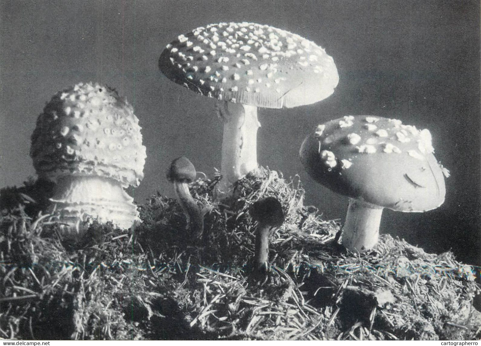 Postcard Switzerland Mushrooms Walde - Autres & Non Classés