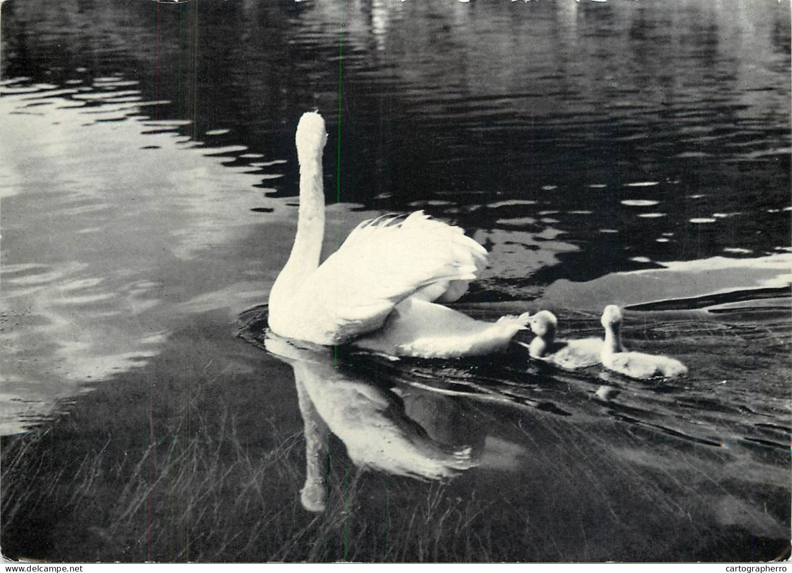 Postcard Switzerland Swan On Lake - Otros & Sin Clasificación