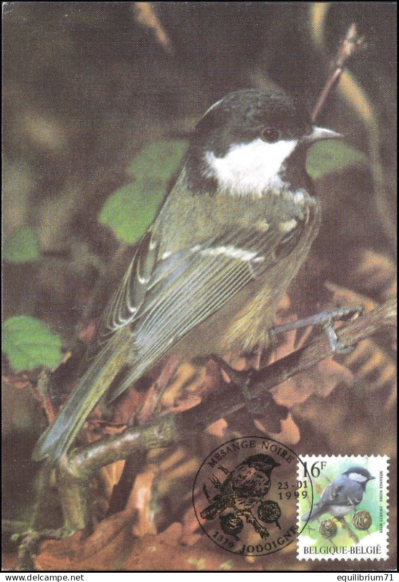 CM/MK° - 2804 - Mésange Noire / Zwarte Mees / Schwarze Meise / Black Tit - 23-01-1999 - Jodoigne - BUZIN - 1985-.. Vogels (Buzin)