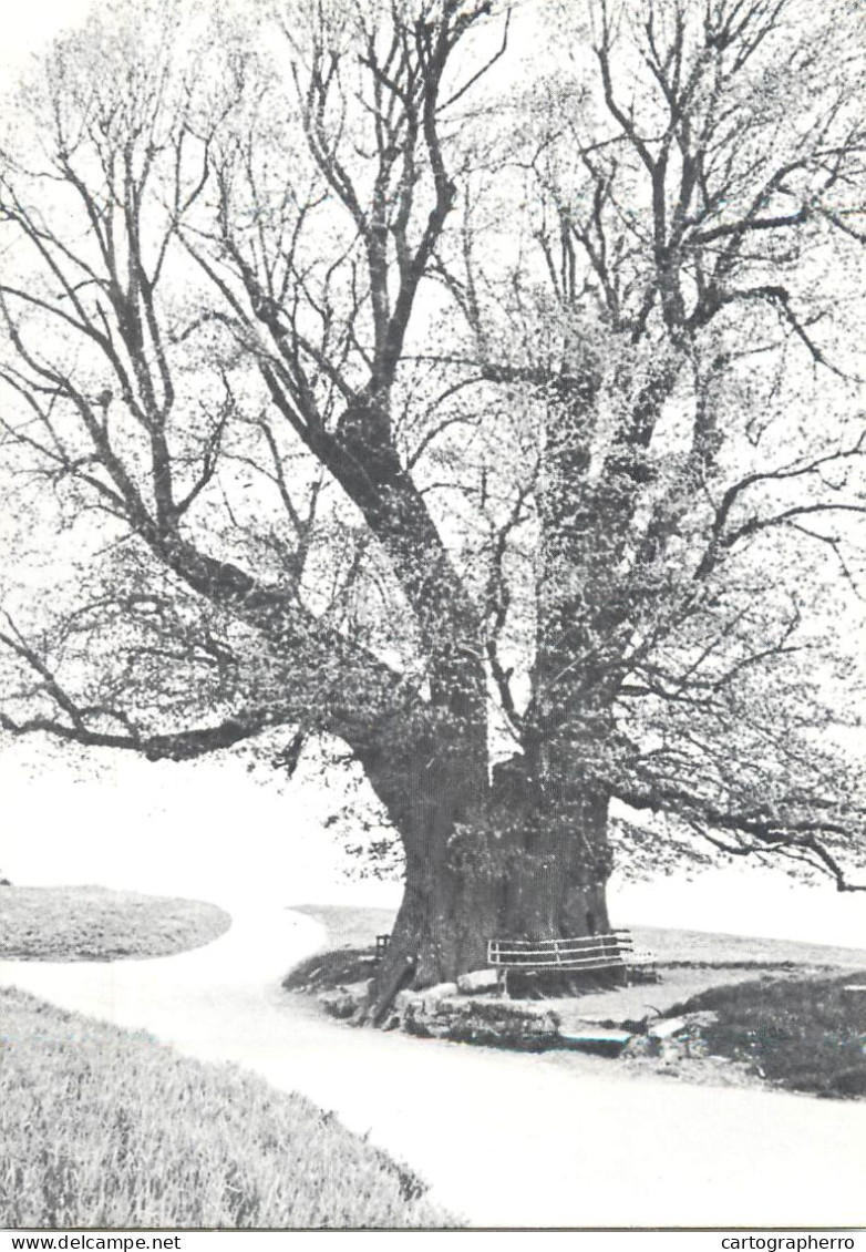 Postcard Switzerland Old Tree - Sonstige & Ohne Zuordnung