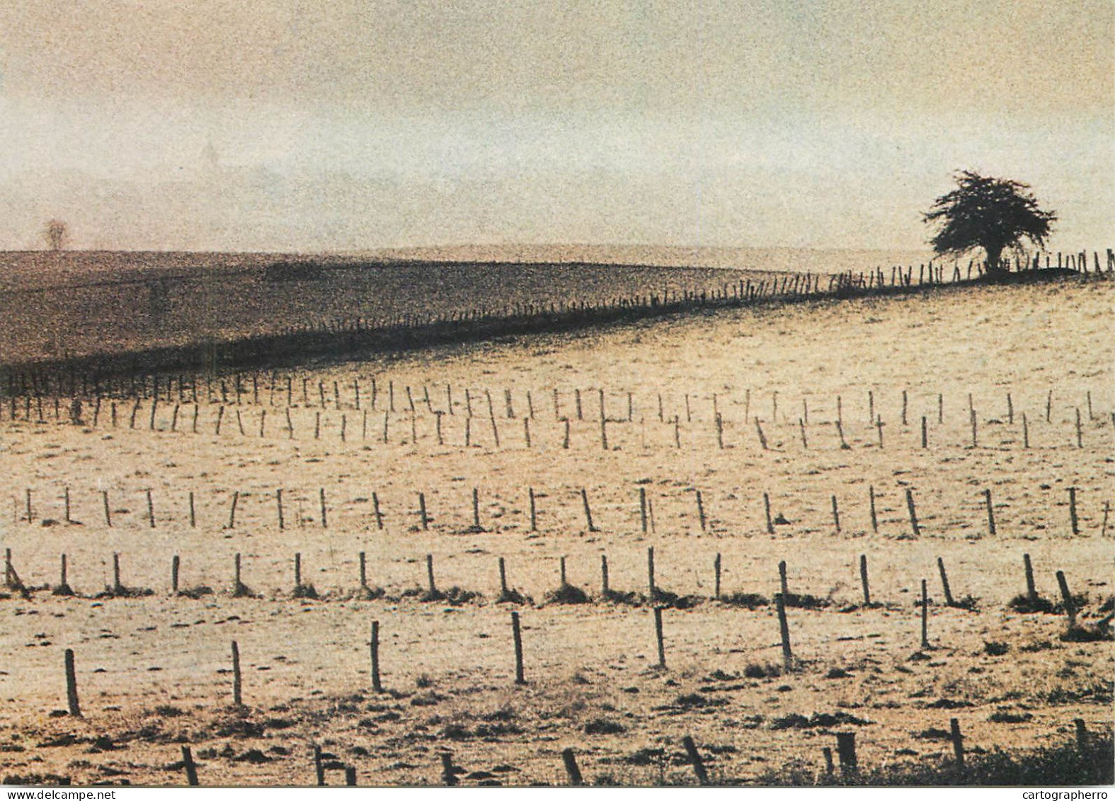 Postcard Switzerland Field Panorama - Sonstige & Ohne Zuordnung