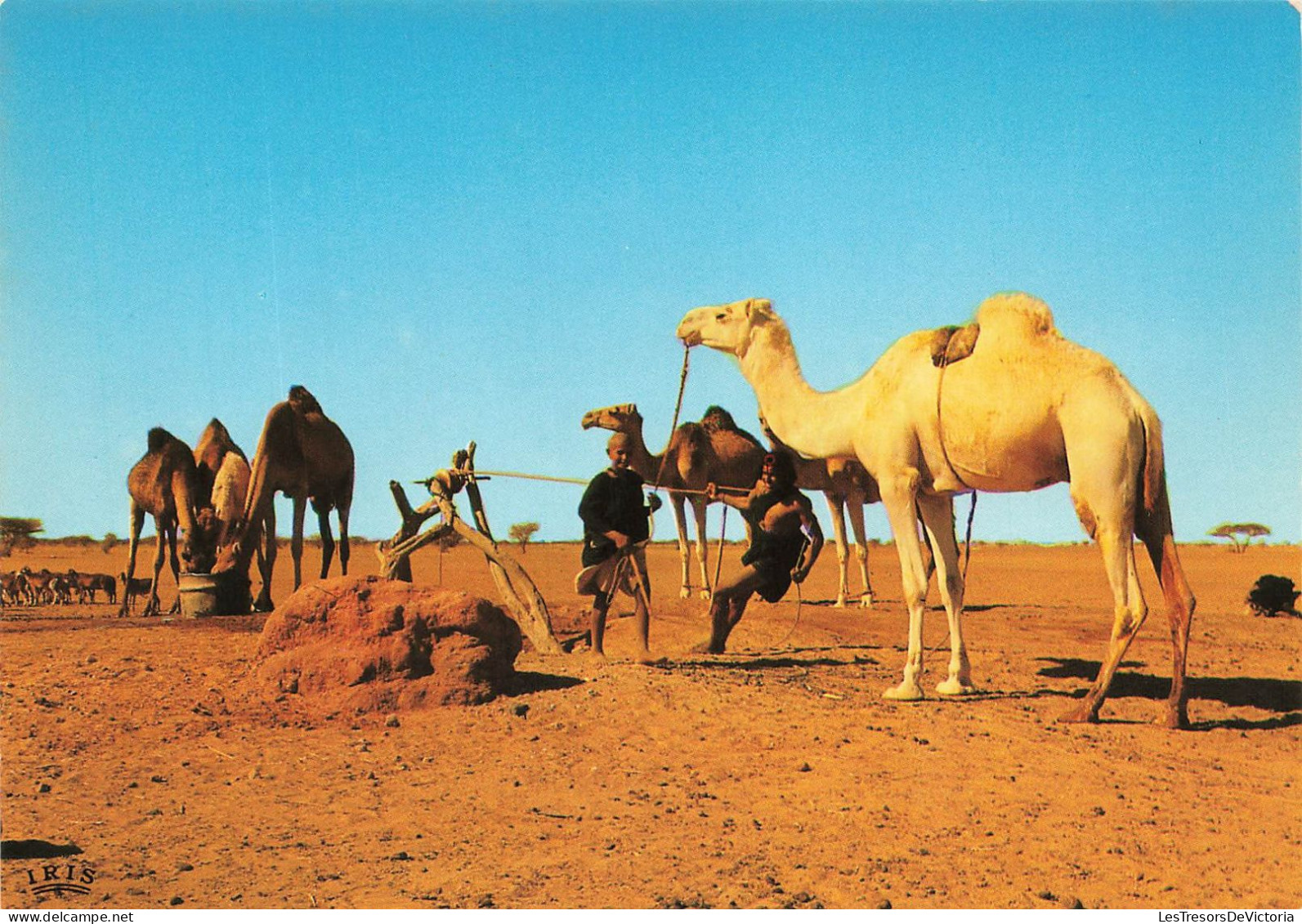 MALI - Puits Dans Le Sahel - Colorisé - Carte Postale - Mali