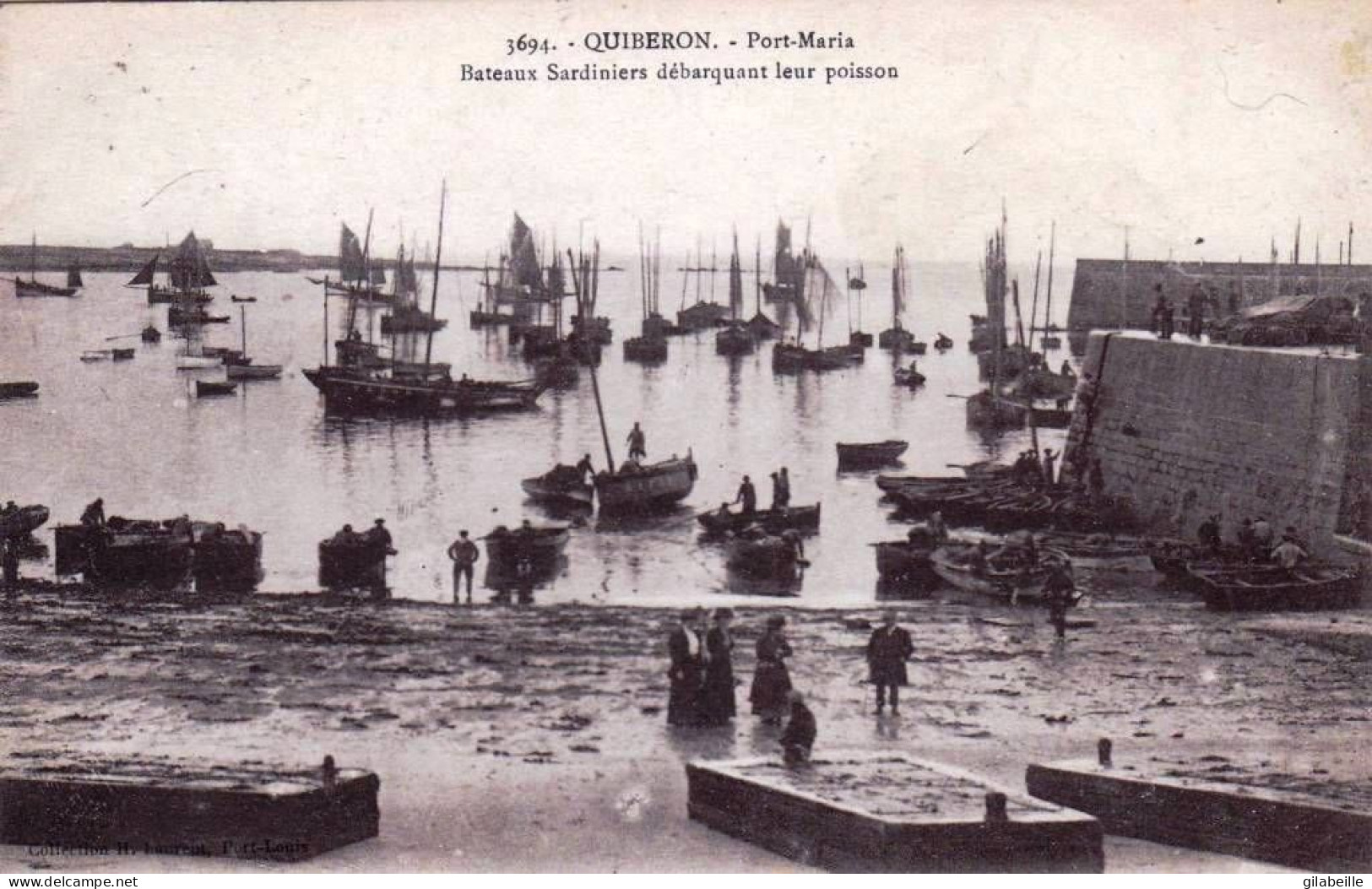 56 - Morbihan -  QUIBERON - Port Maria - Bateaux Sardiniers Debarquant Leur Poisson - Quiberon