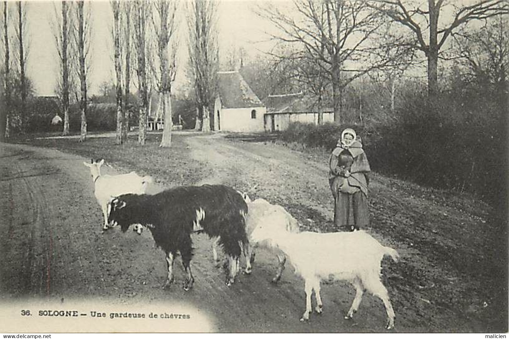- Dpts Div. -ref-BN448- Loir Et Cher - Sologne - N° 36 - Une Gardeuse De Chèvres - - Andere & Zonder Classificatie
