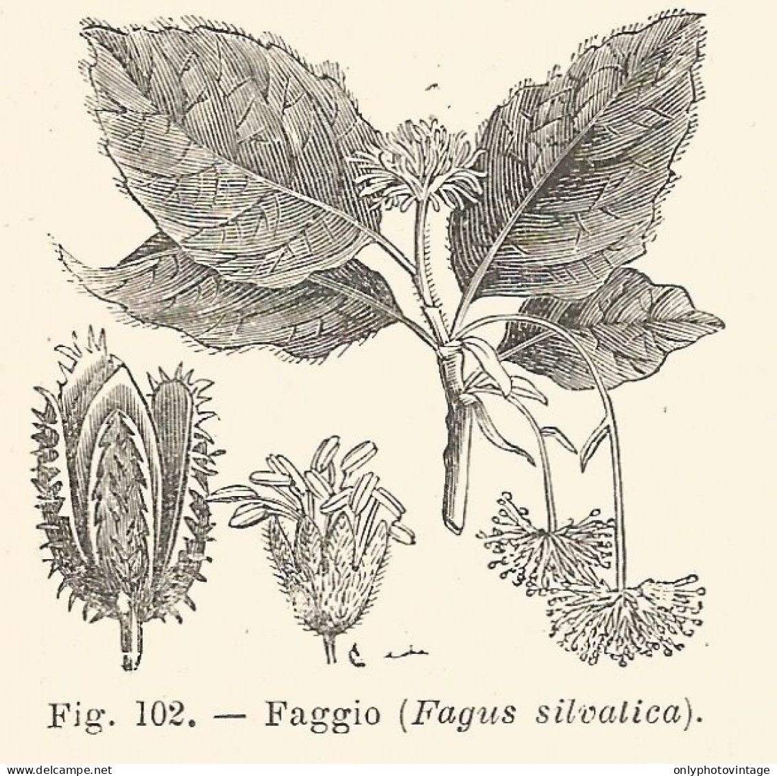 Fagus Silvatica - Incisione Antica Del 1926 - Engraving - Stiche & Gravuren