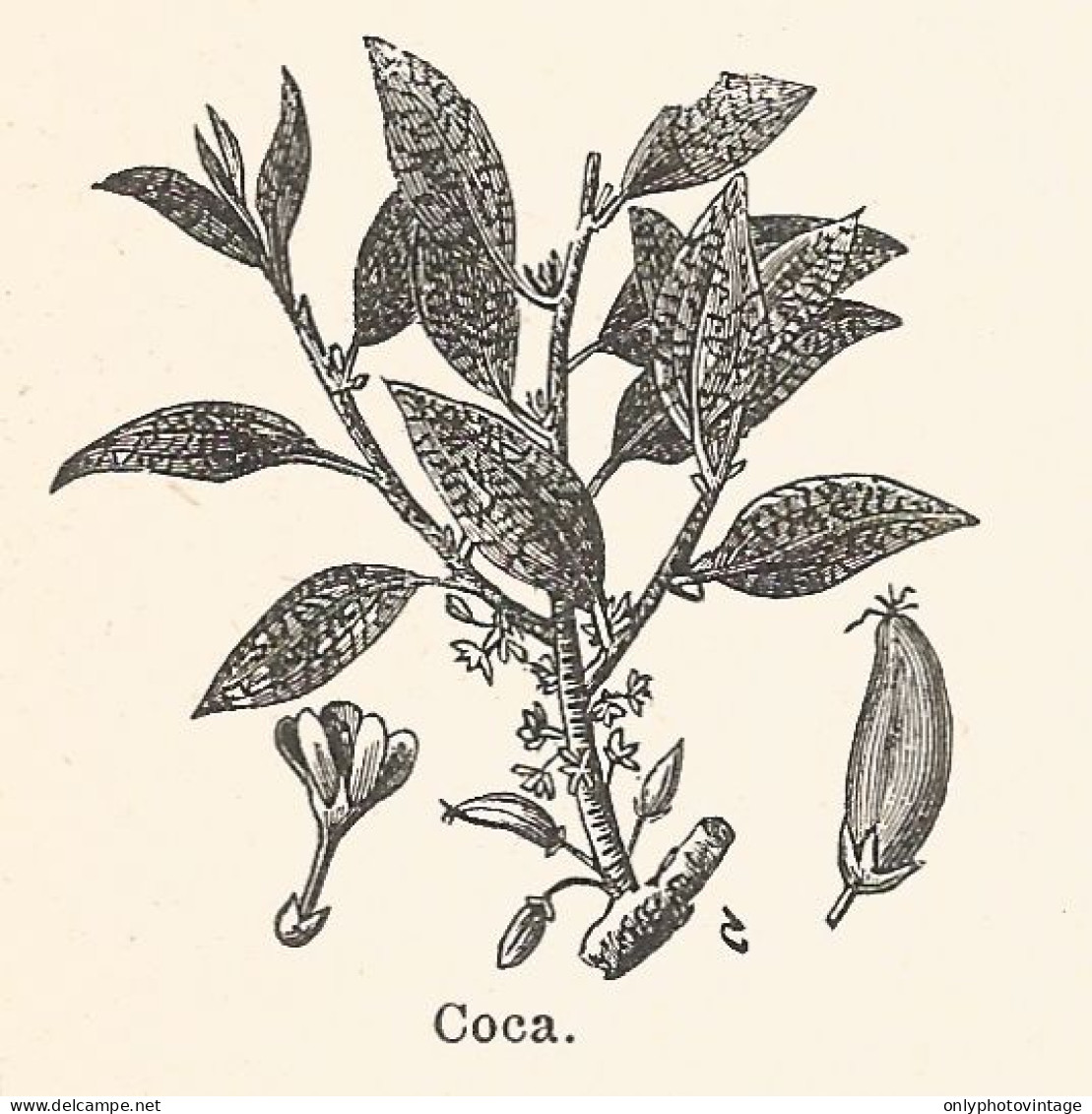 Coca - Xilografia D'epoca - 1926 Old Engraving - Stiche & Gravuren