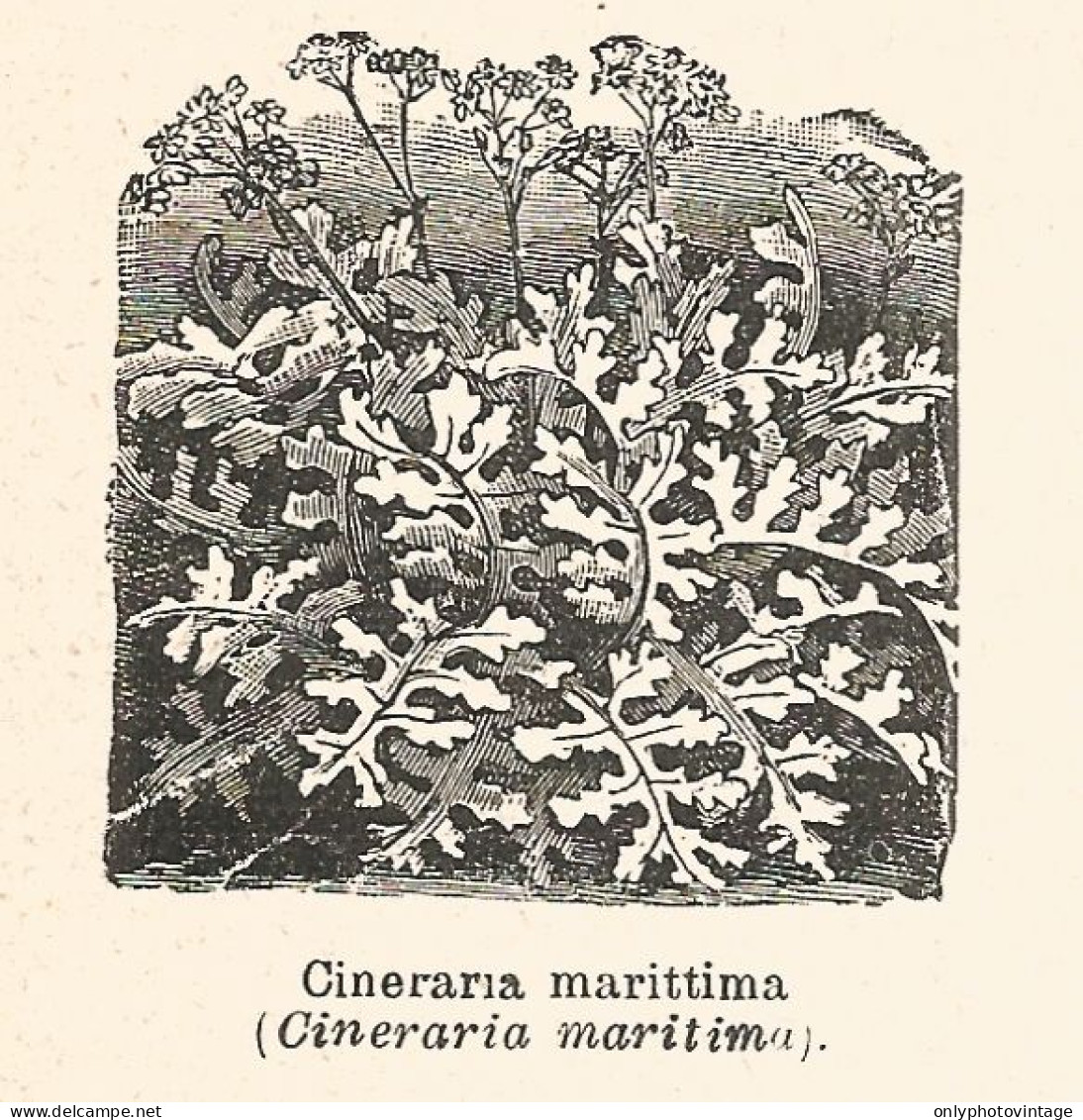 Cineraria Marittima - Xilografia D'epoca - 1926 Old Engraving - Stiche & Gravuren