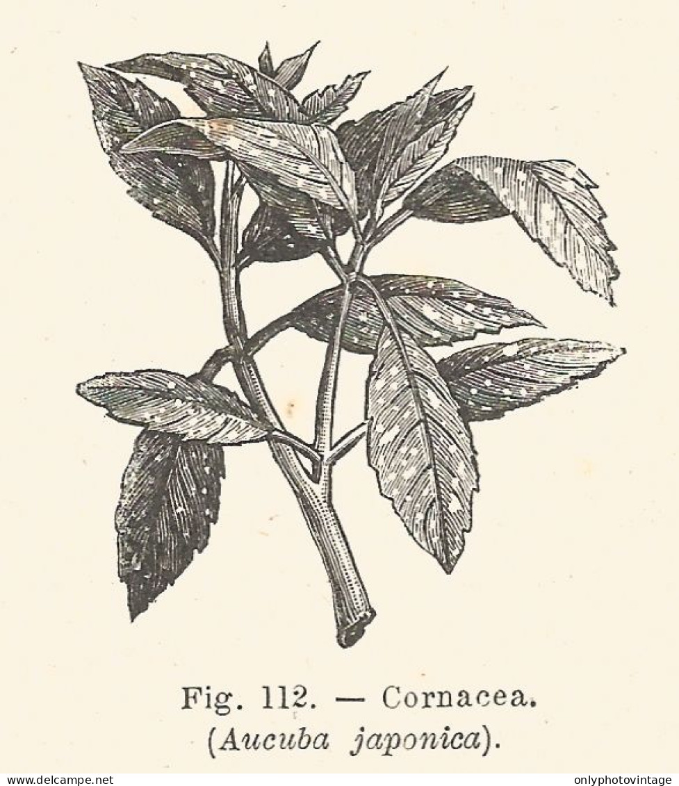 Cornacea - Aucuba Japonica - Xilografia D'epoca - 1926 Old Engraving - Stiche & Gravuren