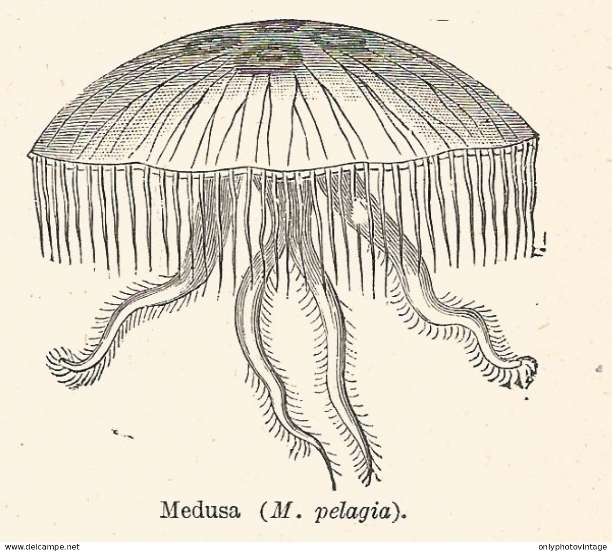Medusa Pelagia - Xilografia D'epoca - 1928 Old Engraving - Stiche & Gravuren