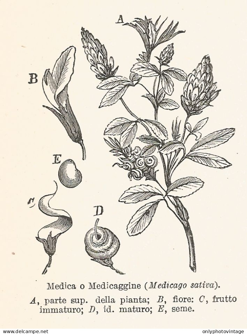 Medicago Sativa - Xilografia D'epoca - 1928 Old Engraving - Prints & Engravings