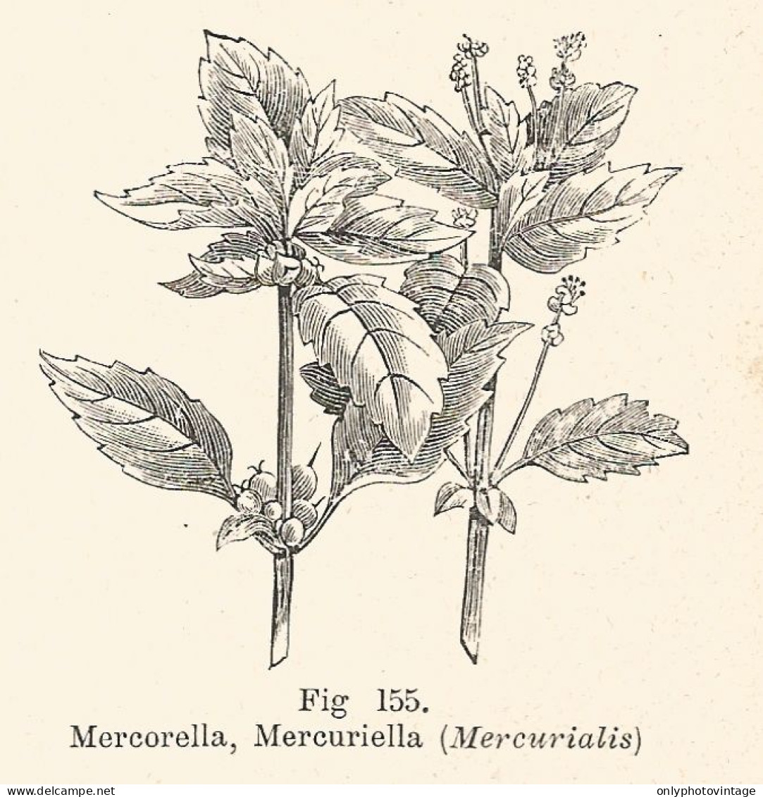 Mercurialis - Xilografia D'epoca - 1928 Old Engraving - Stiche & Gravuren