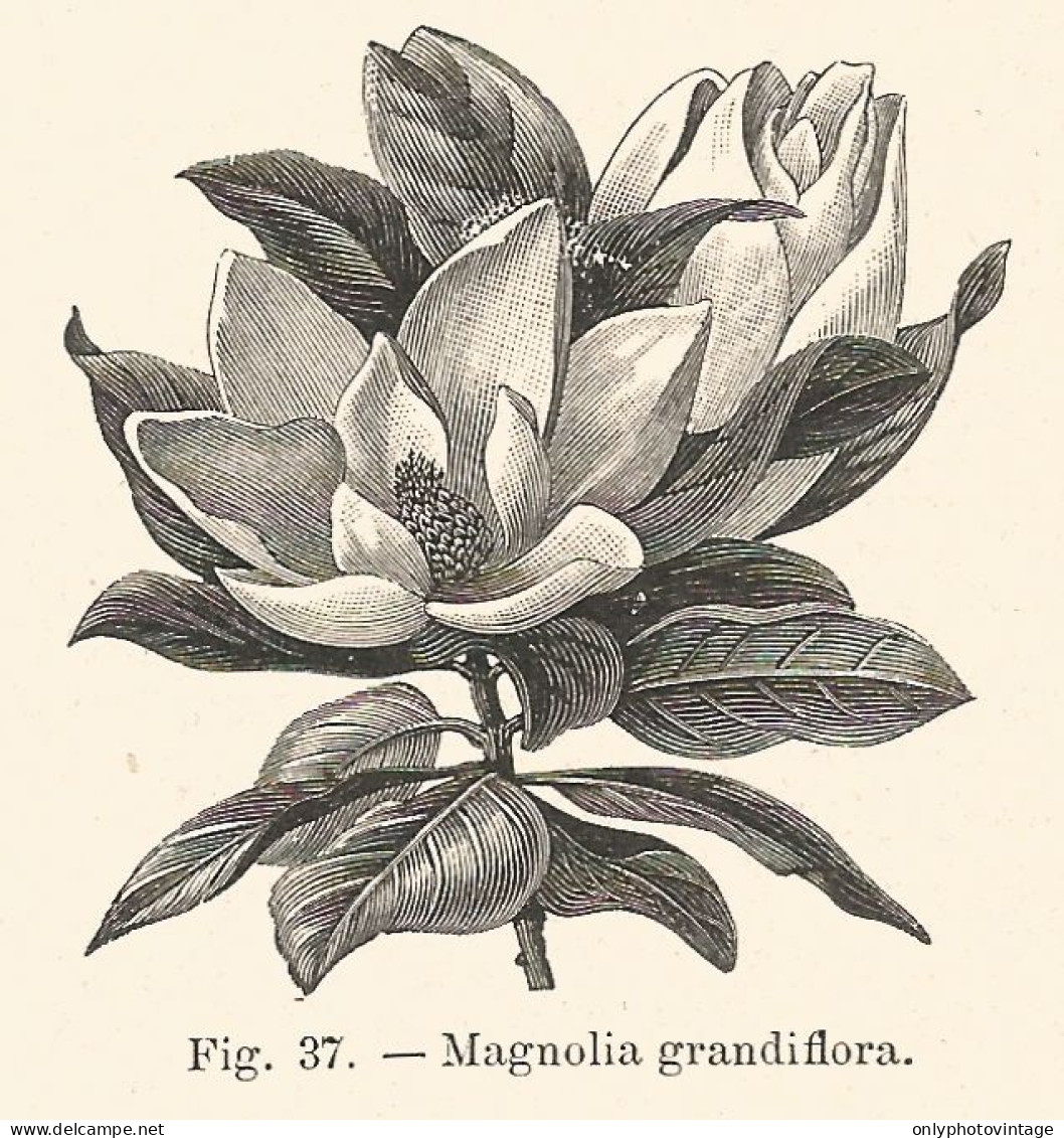 Magnolia Grandiflora - Xilografia D'epoca - 1928 Old Engraving - Stiche & Gravuren