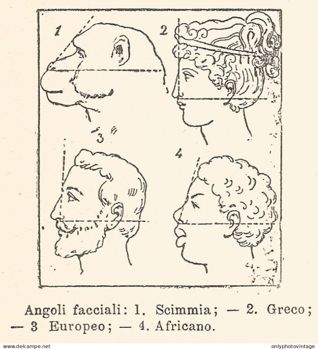 Angoli Facciali - Xilografia D'epoca - 1924 Old Engraving - Estampes & Gravures